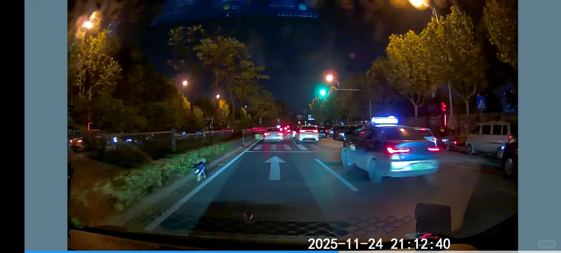 长沙谁丢了小狗？