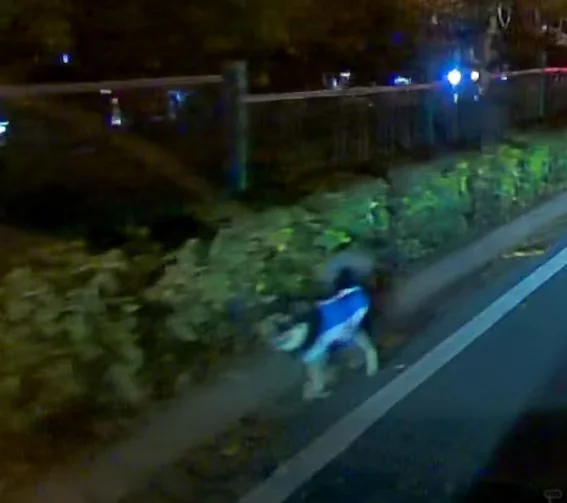 长沙谁丢了小狗？