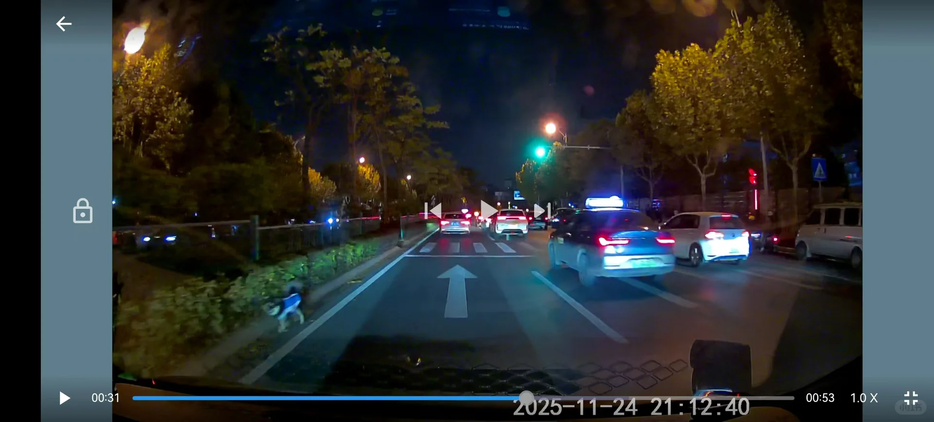 长沙谁丢了小狗？