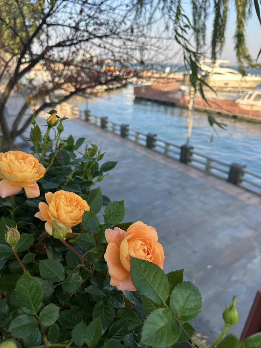 咖啡搭子速来！在常德柳叶湖浪漫系咖啡厅