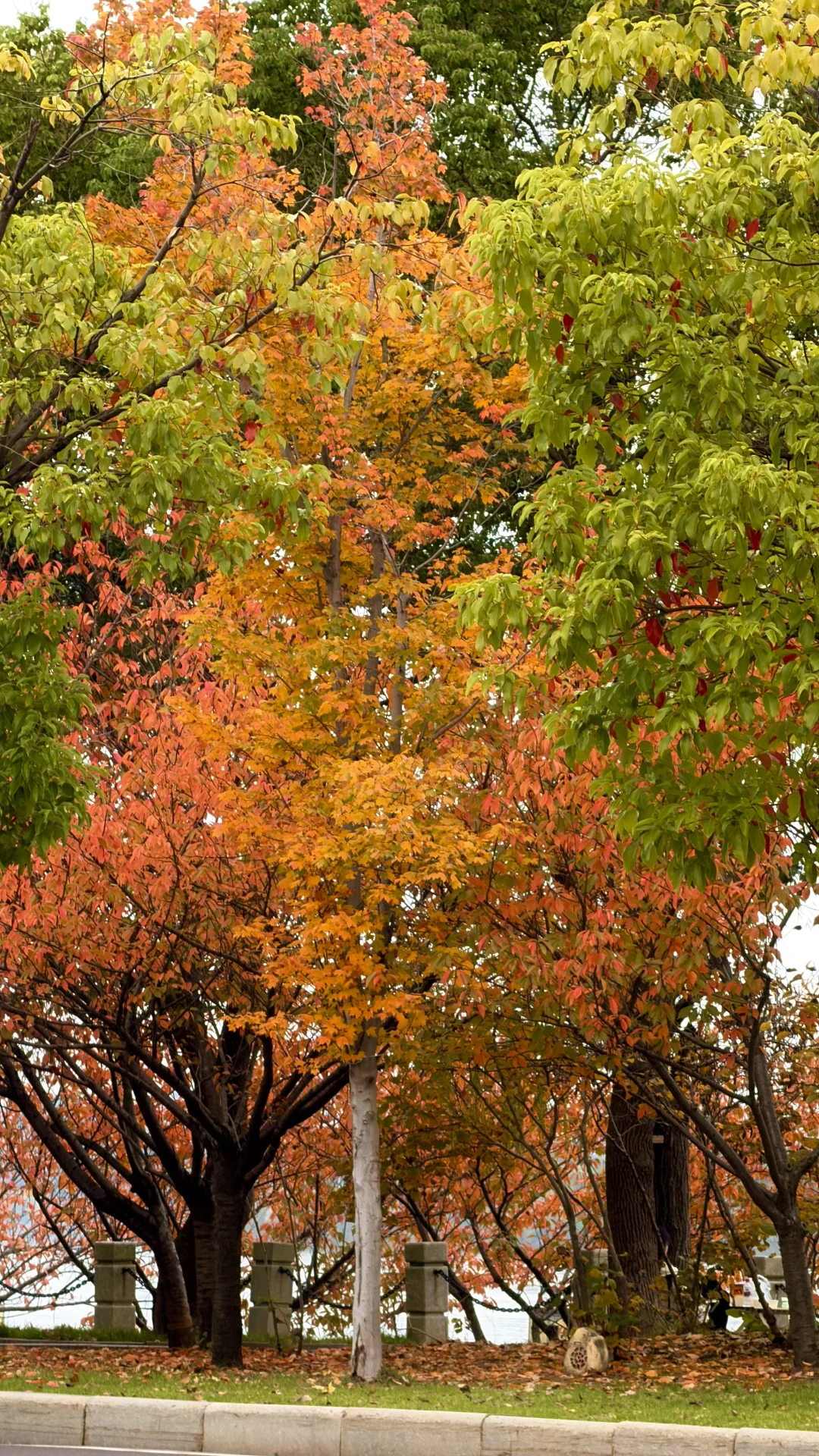 这就是常德的秋天吗？！也太好看了！！