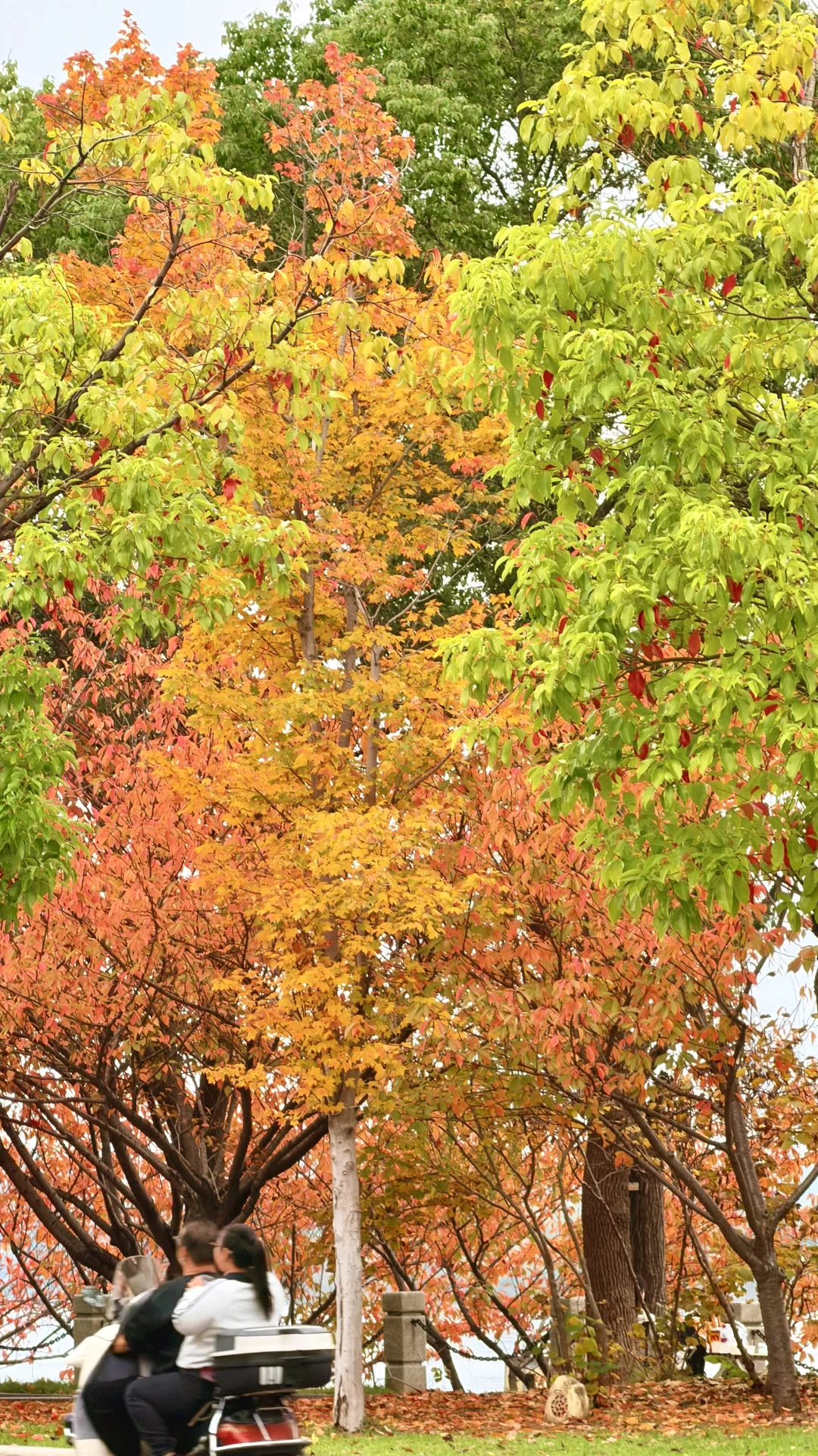 这就是常德的秋天吗？！也太好看了！！