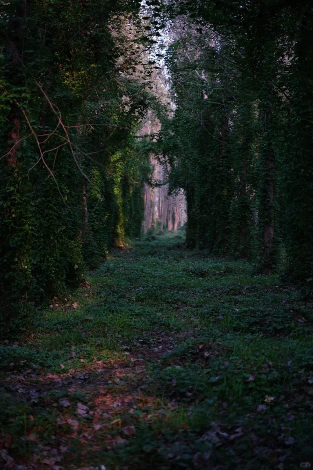 🌲这里不是川西，这里是常德🌲