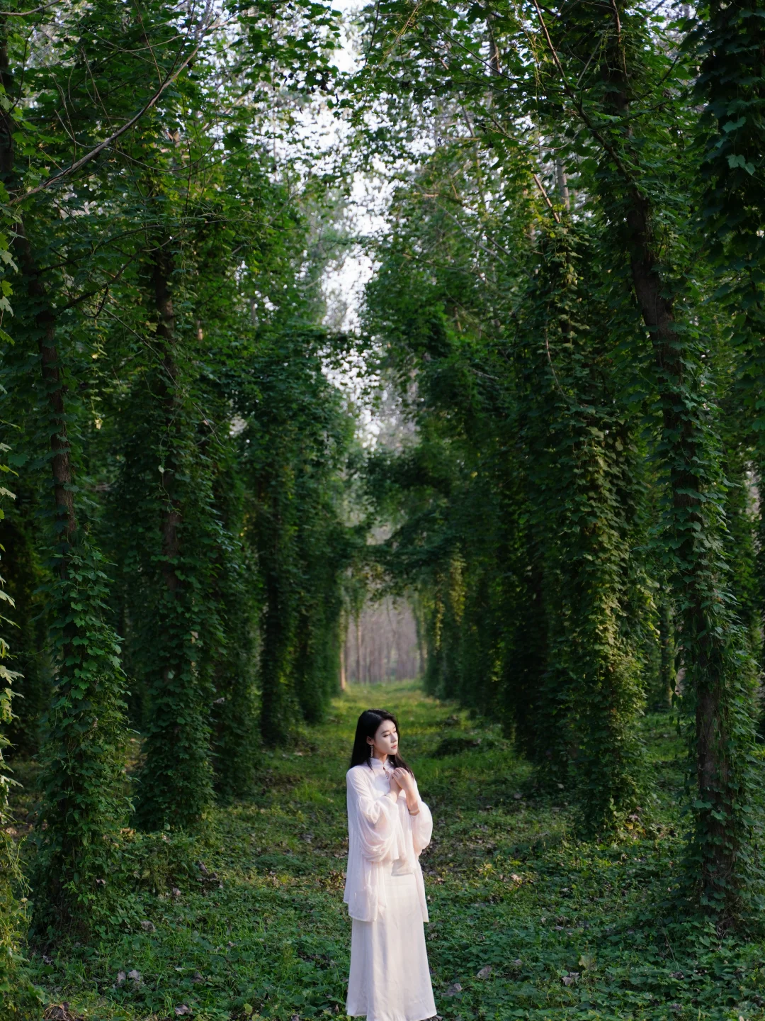 🌲这里不是川西，这里是常德🌲