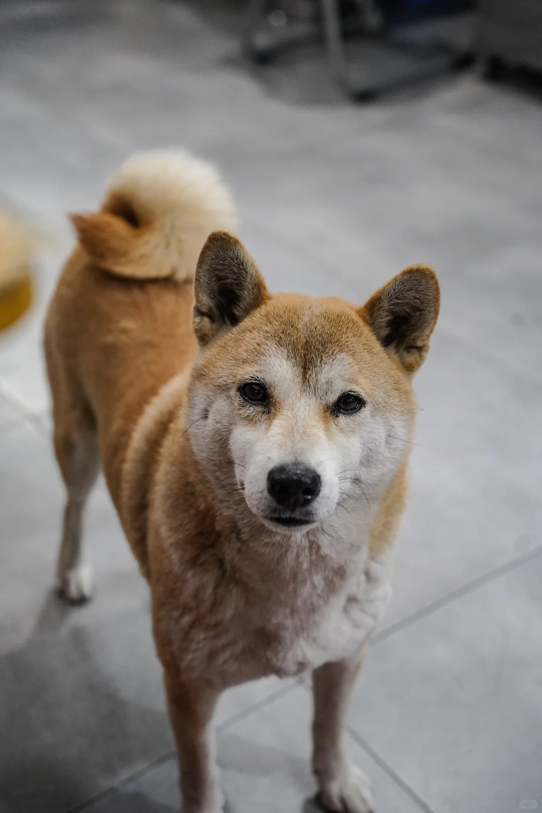常德｜老向原味烧烤｜咔呲脆的烤鸡腿香晕我
