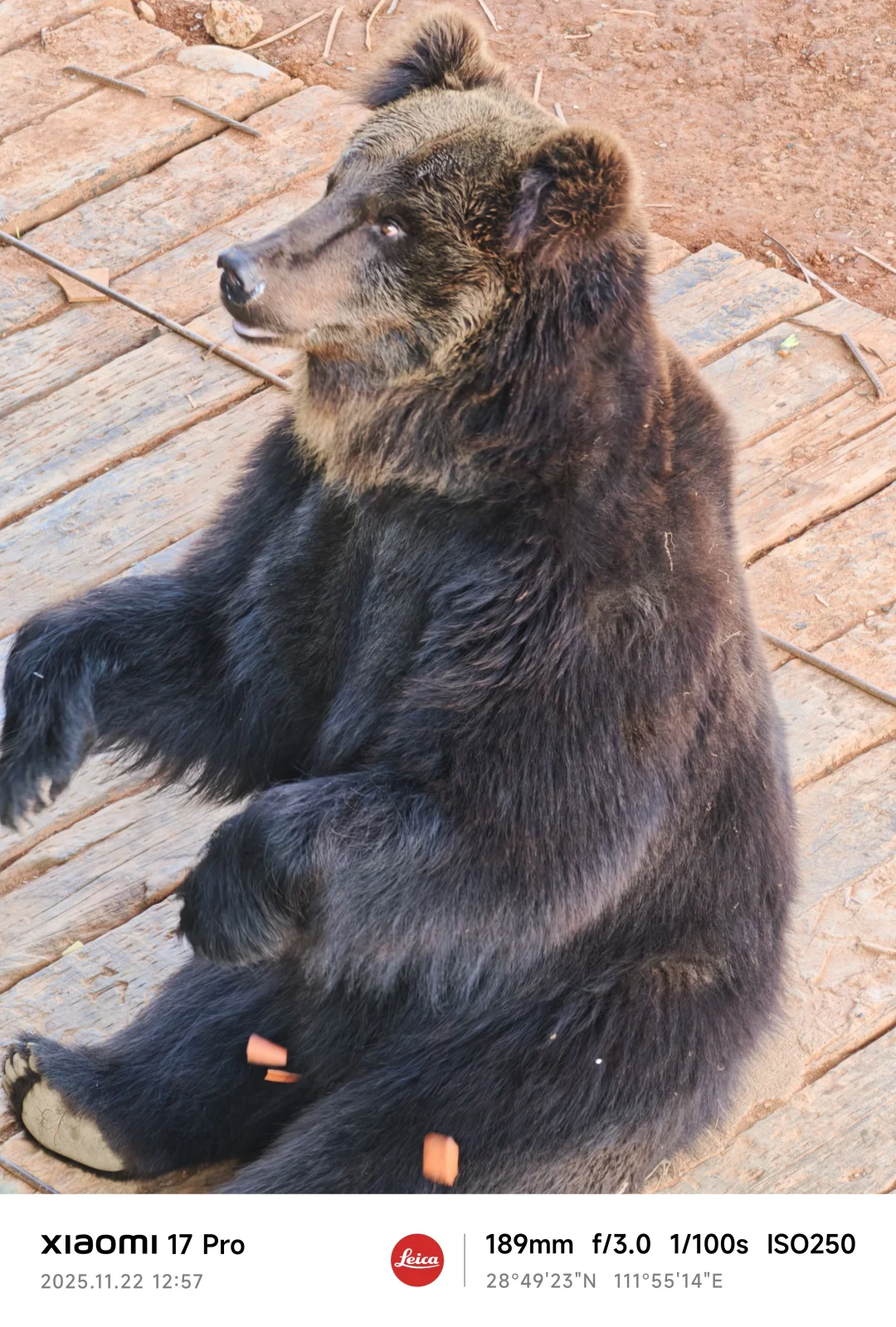 常德野生动物园略显小气了