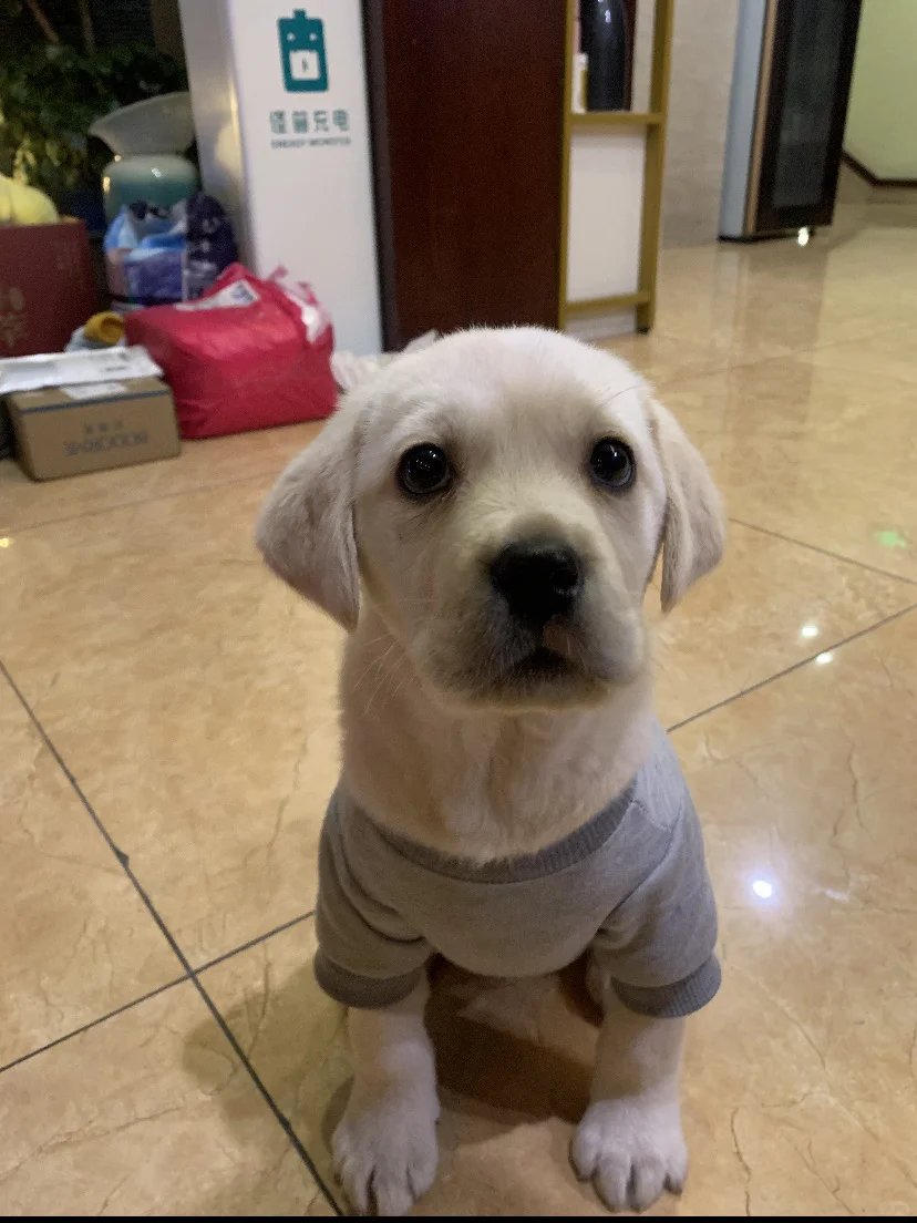 常德狗狗一起玩