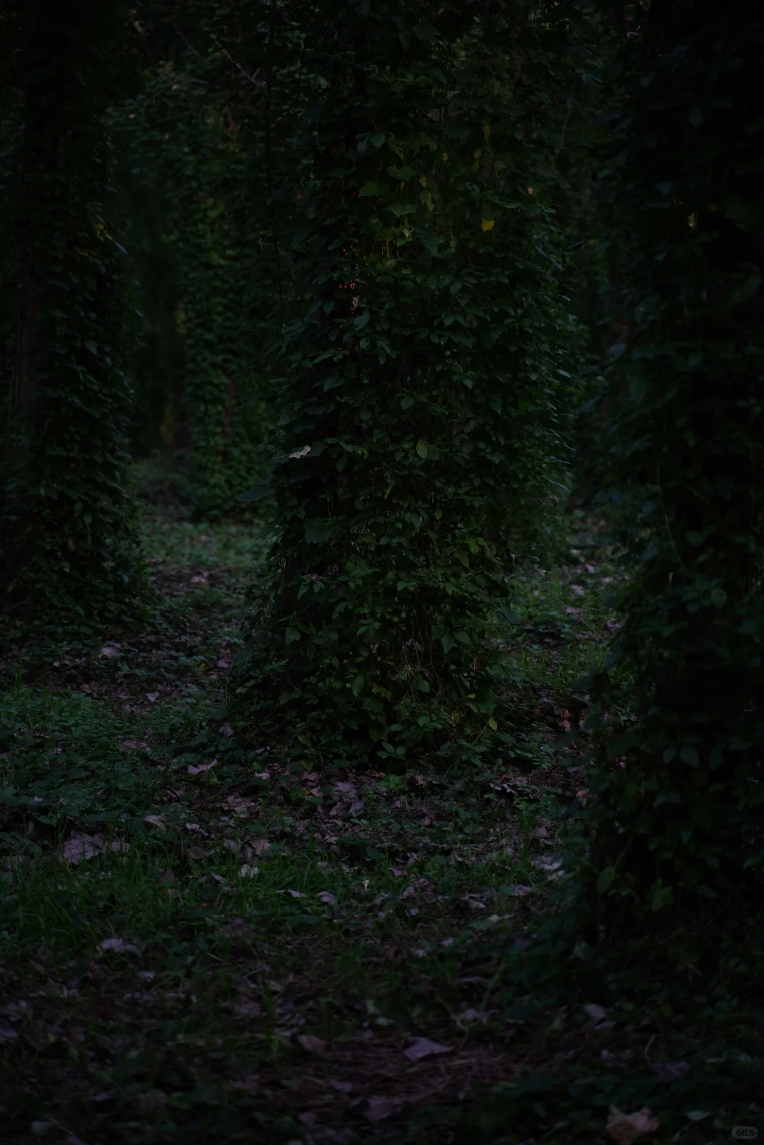 🌲这里不是川西，这里是常德🌲