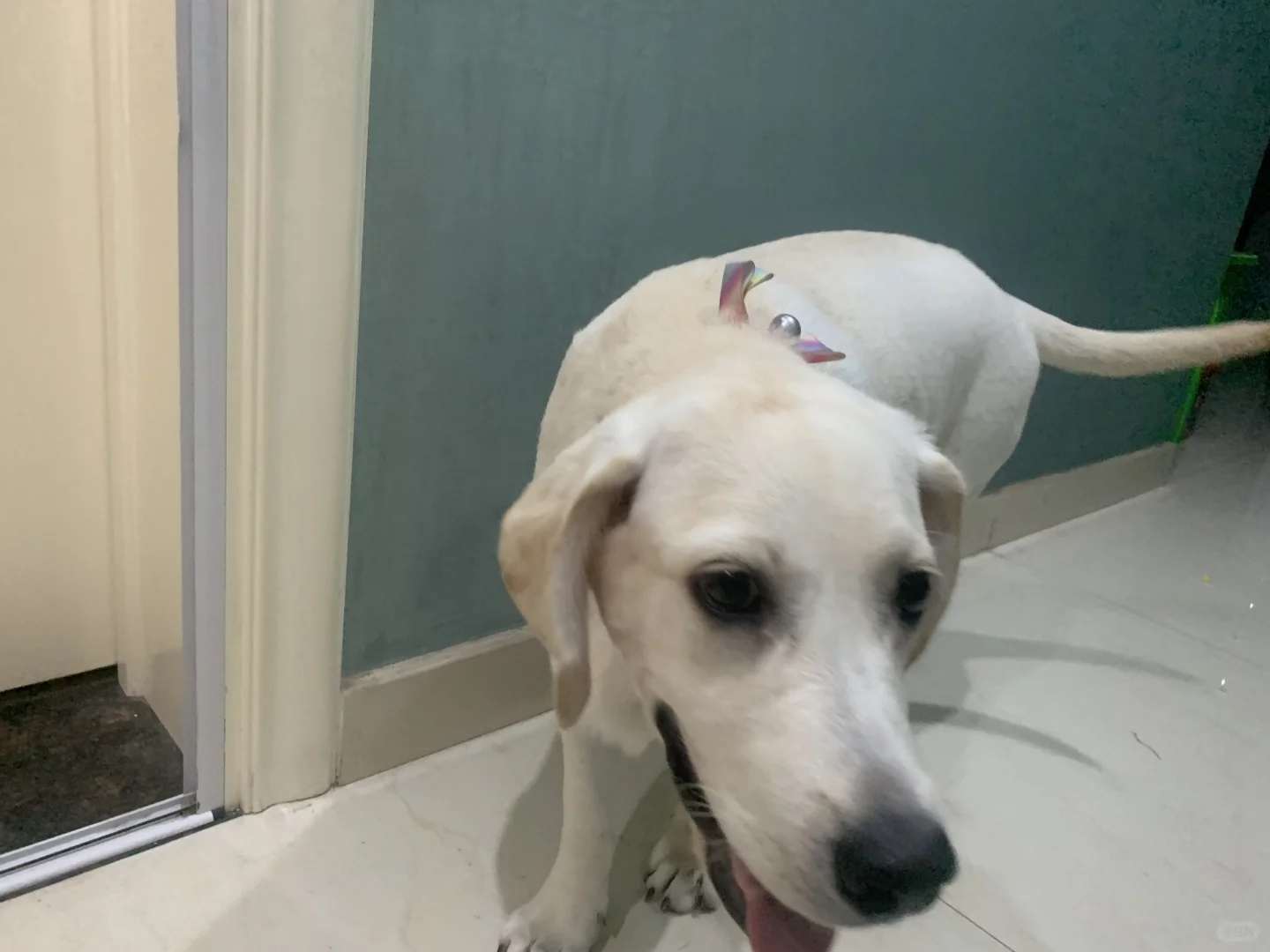 常德狗狗一起玩