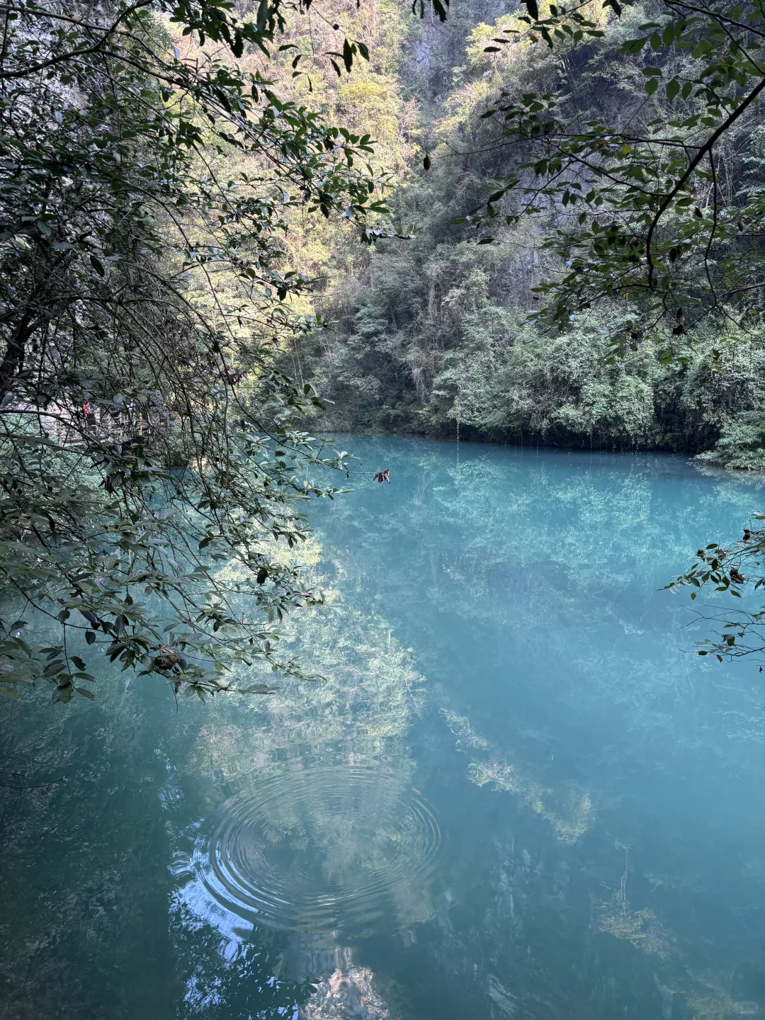 11.15实况图｜原来张家界大峡谷这么美啊