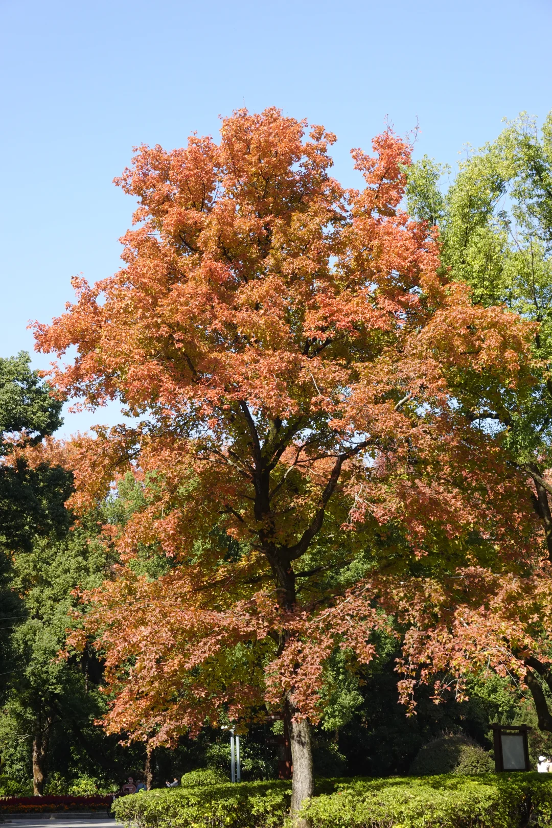 长沙秋日封神公园，没有之一