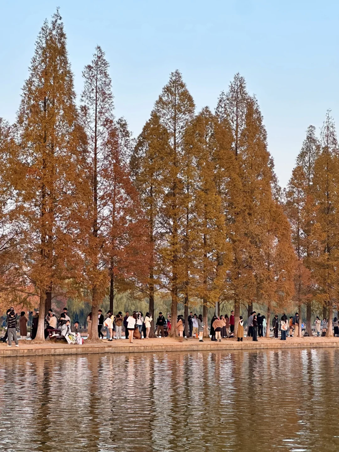 11.24实况！！长沙烈士公园红枫美到失语🍁