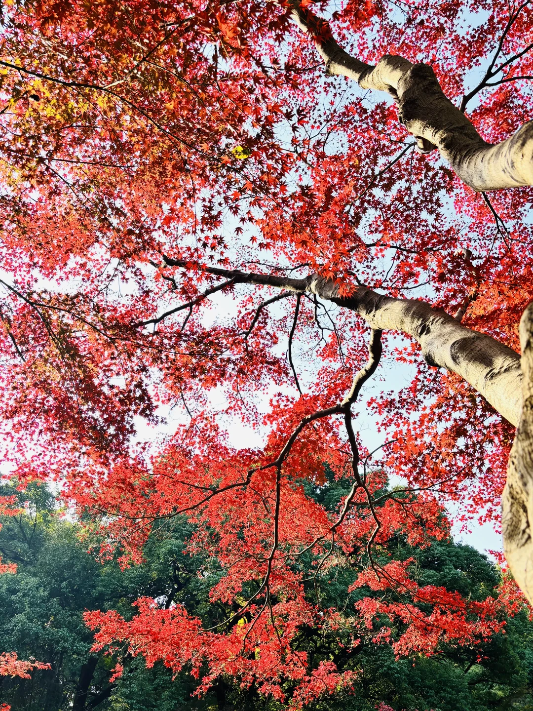 长沙秋日封神公园，没有之一