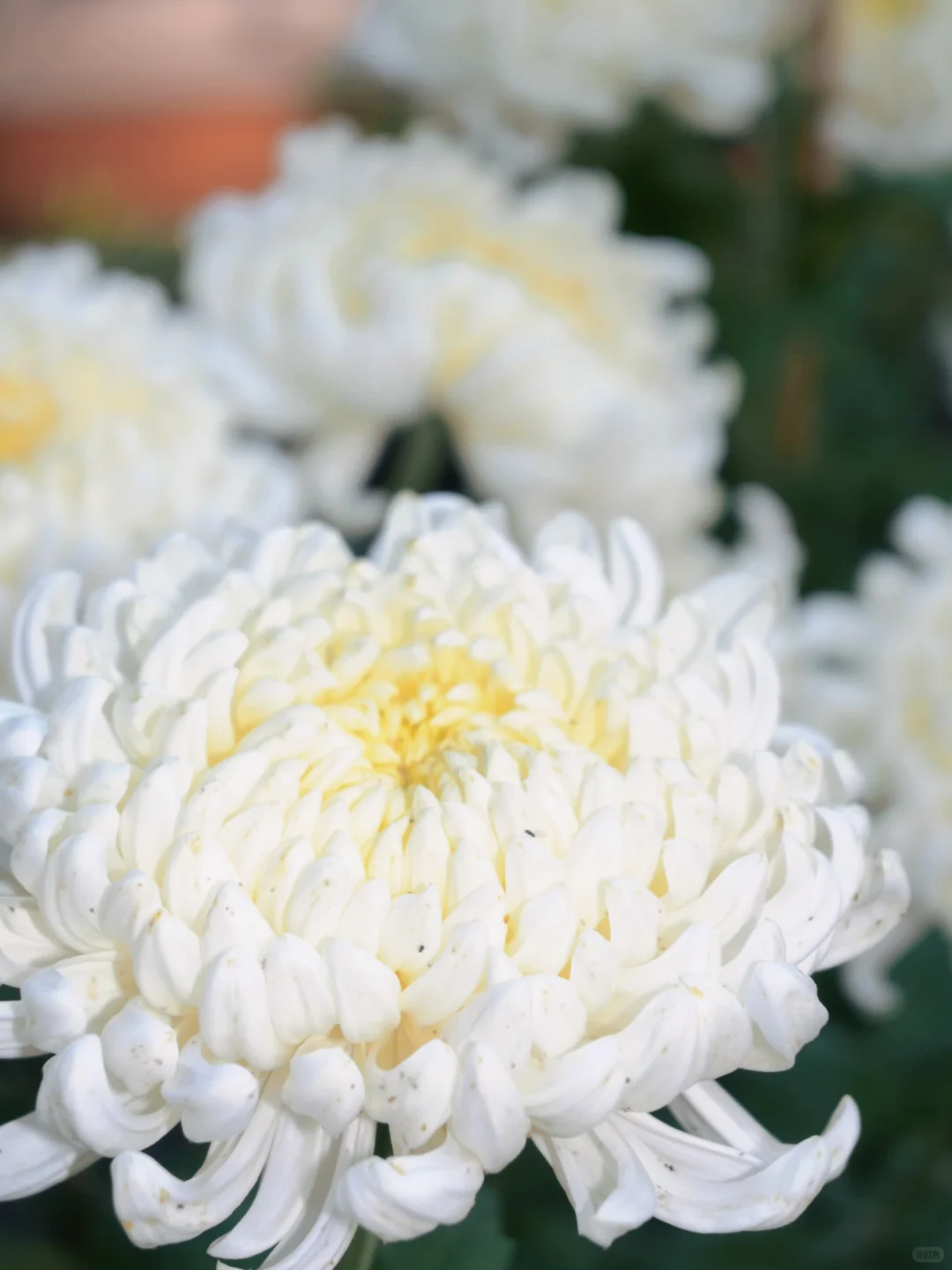 岳麓山菊花展┆不是花中偏爱菊