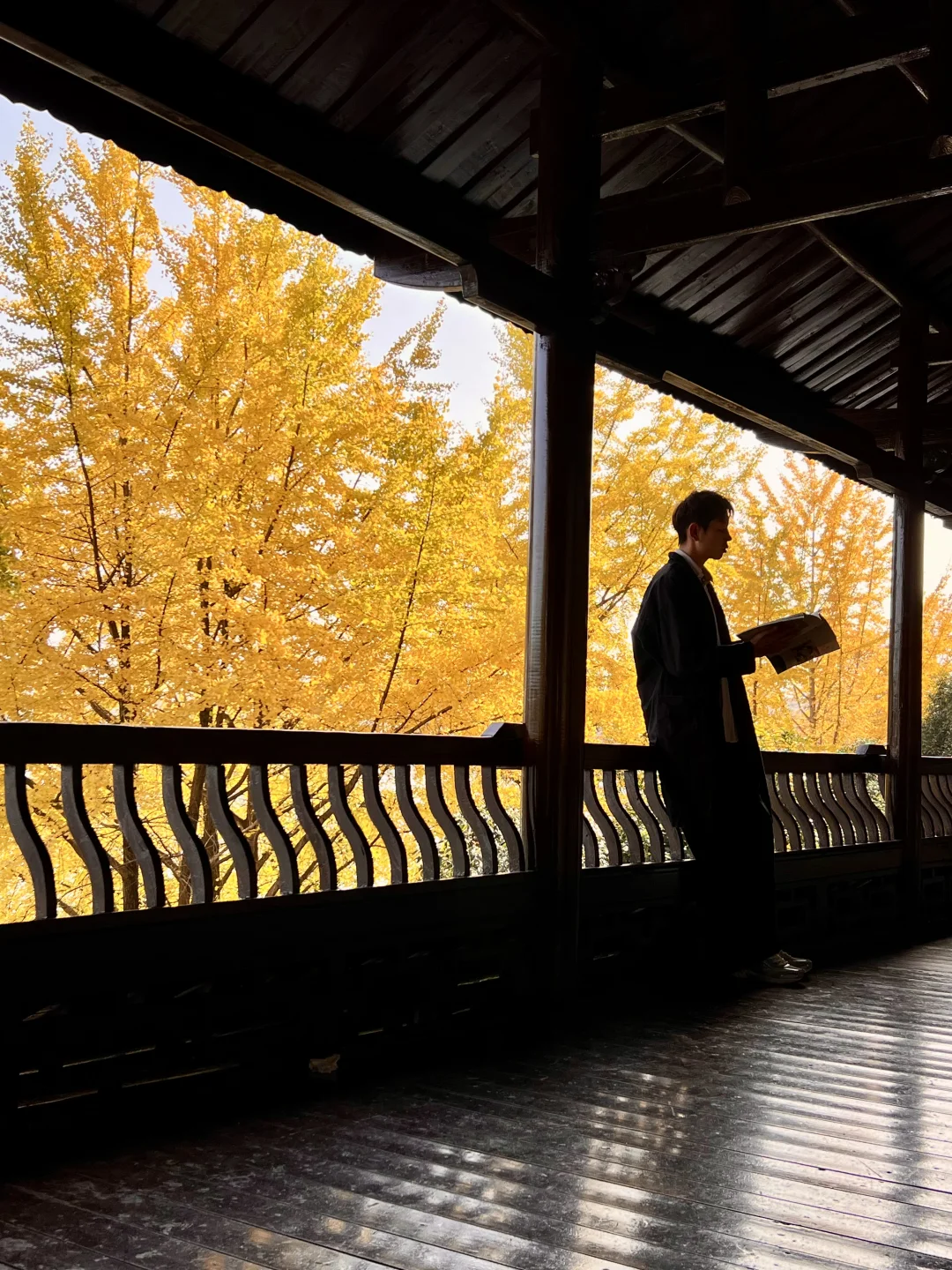 11.27 live实拍！长沙银杏天花板被我找到了！