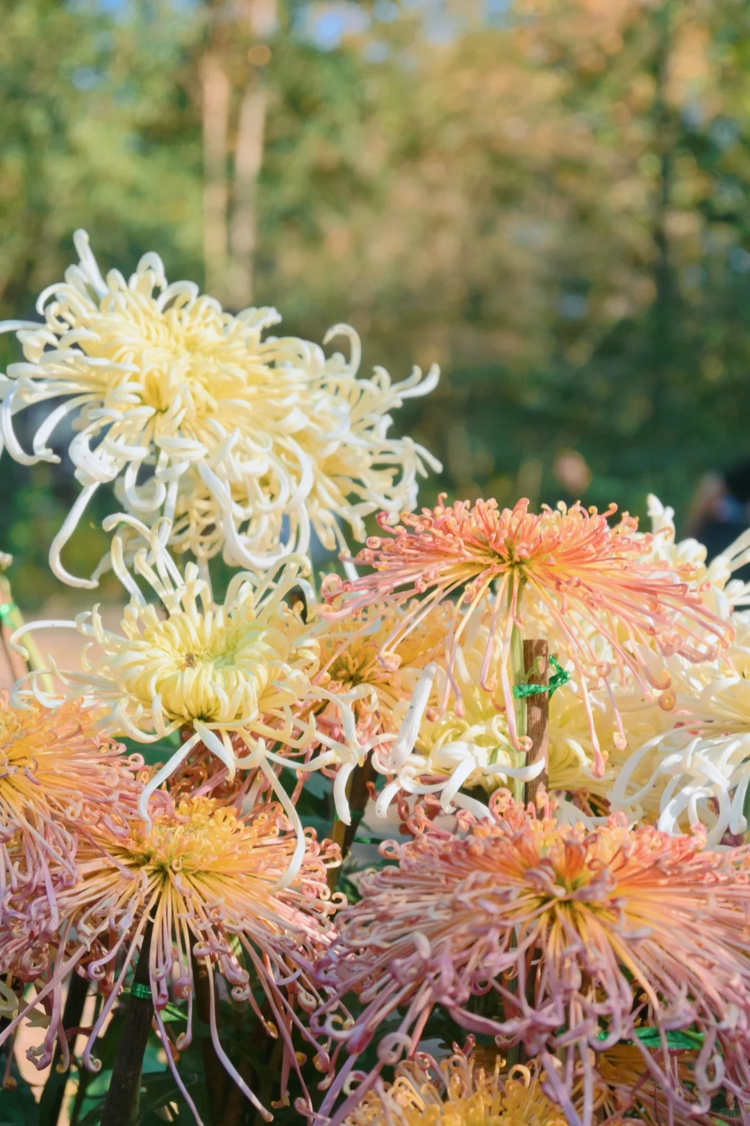 岳麓山菊花展┆不是花中偏爱菊