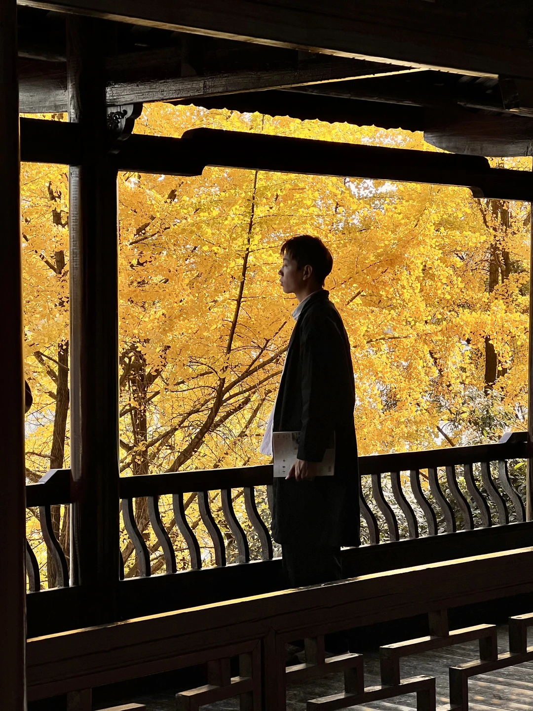 11.27 live实拍！长沙银杏天花板被我找到了！