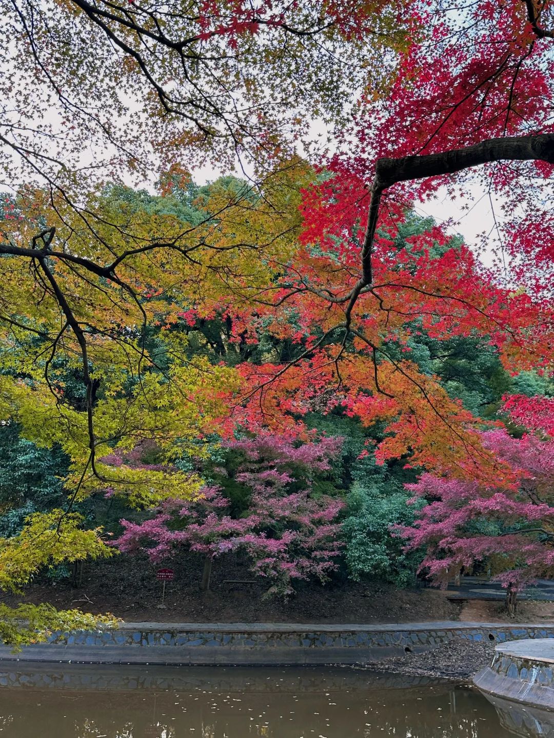 11.24实况！！长沙烈士公园红枫美到失语🍁