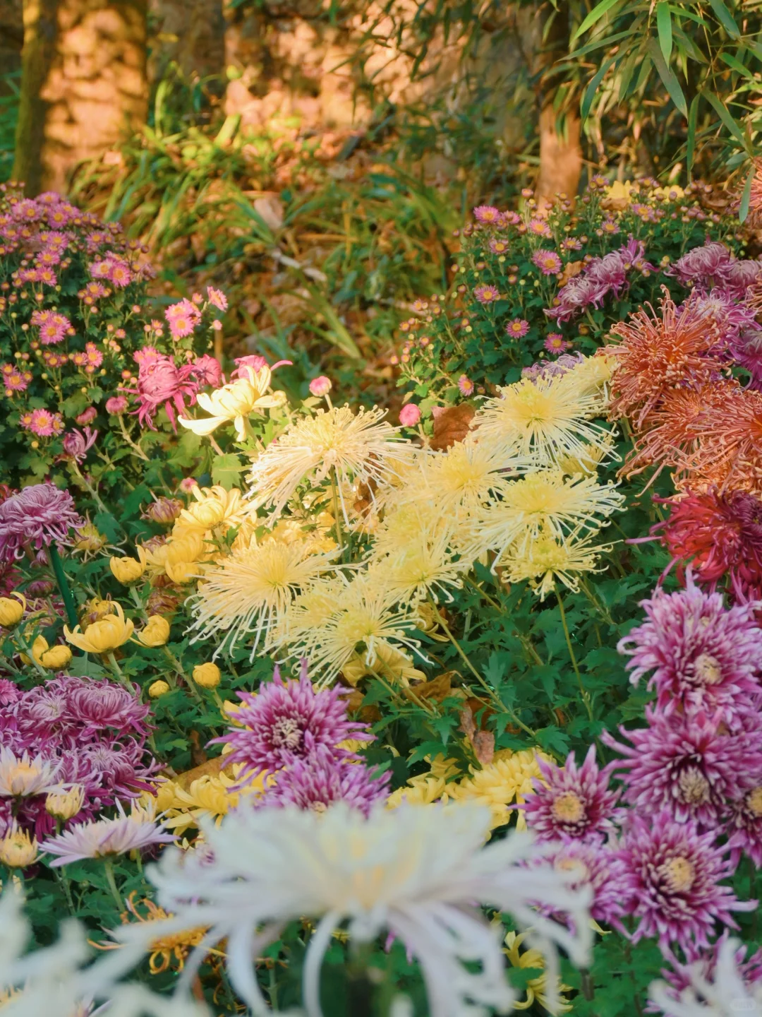 岳麓山菊花展┆不是花中偏爱菊
