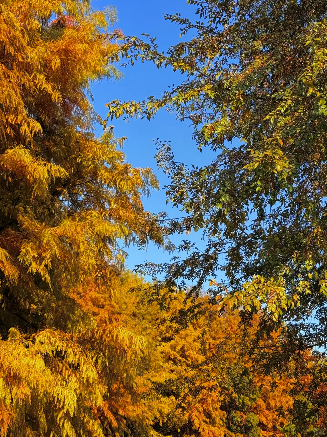 长沙松雅湖的绝美落羽杉🍂人少好拍！！