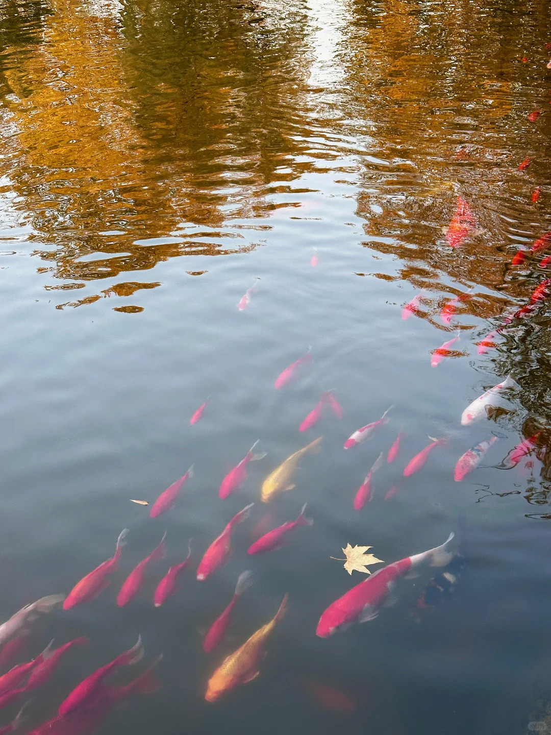 11.24实况！！长沙烈士公园红枫美到失语🍁