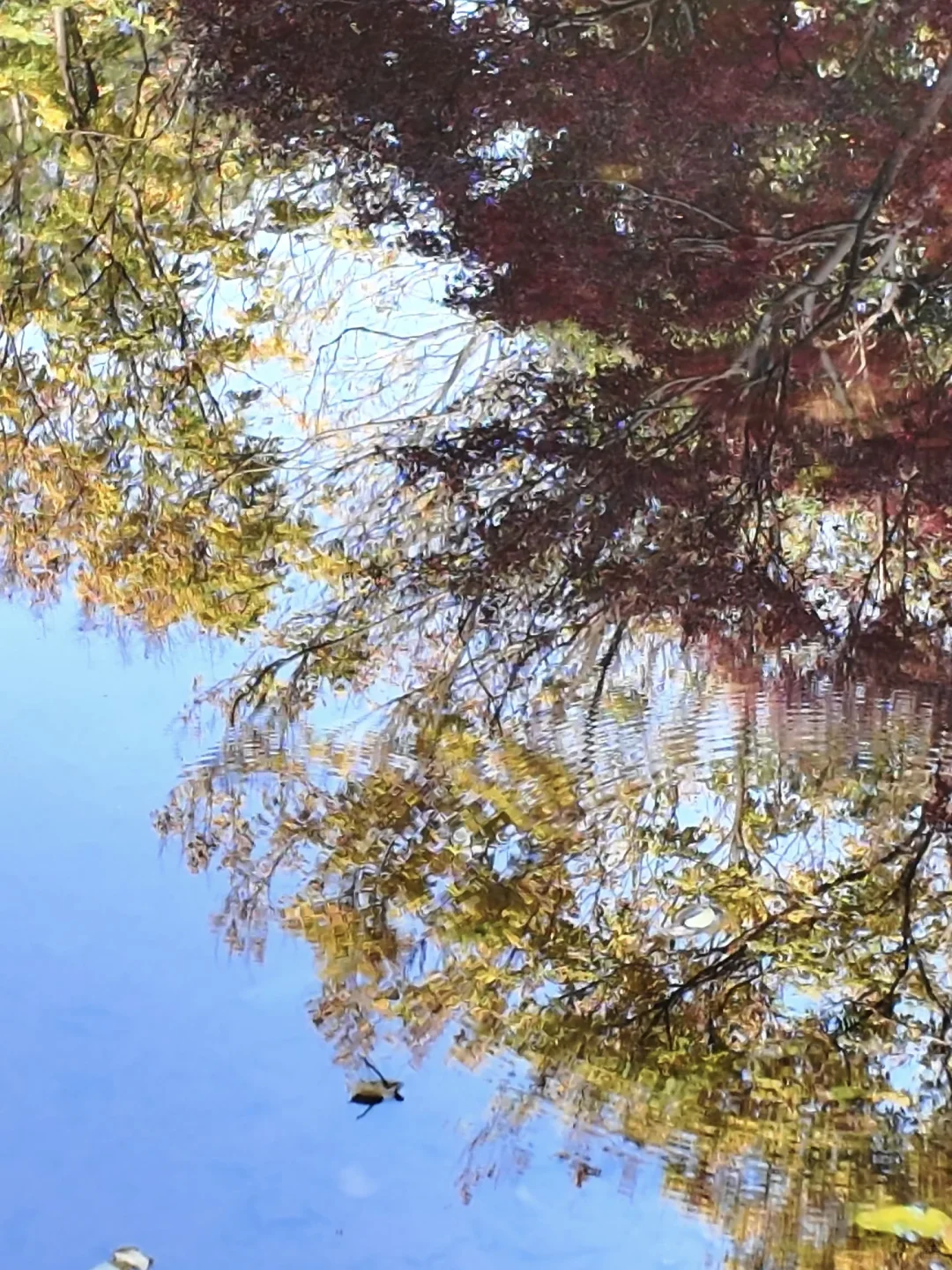 11.27 live实拍！长沙银杏天花板被我找到了！