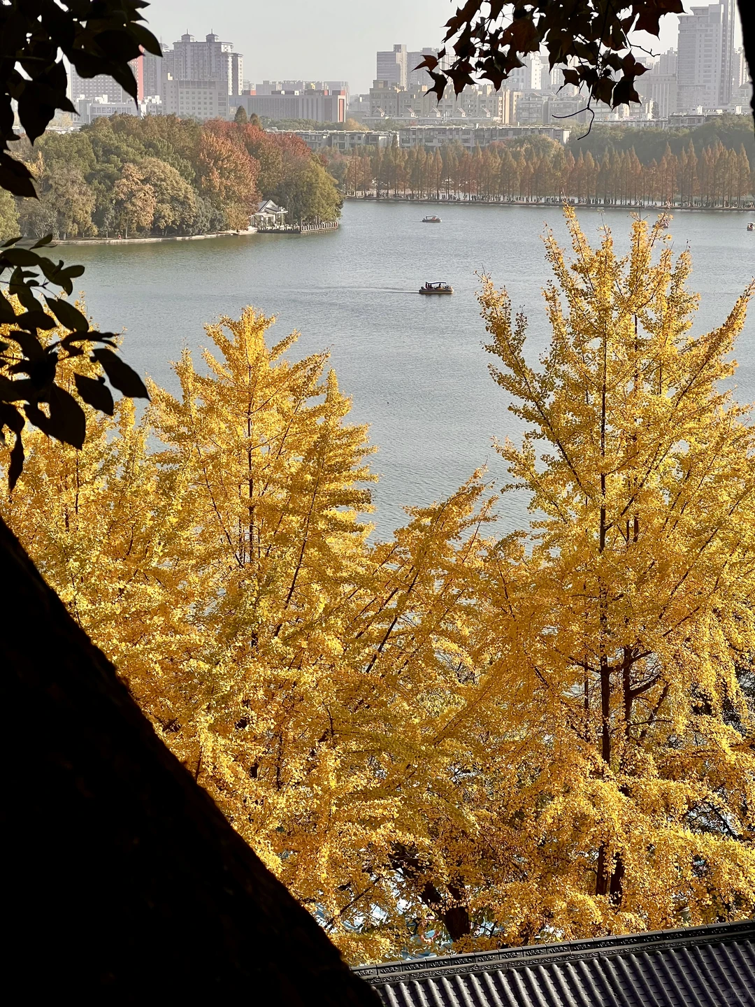 11.27 live实拍！长沙银杏天花板被我找到了！