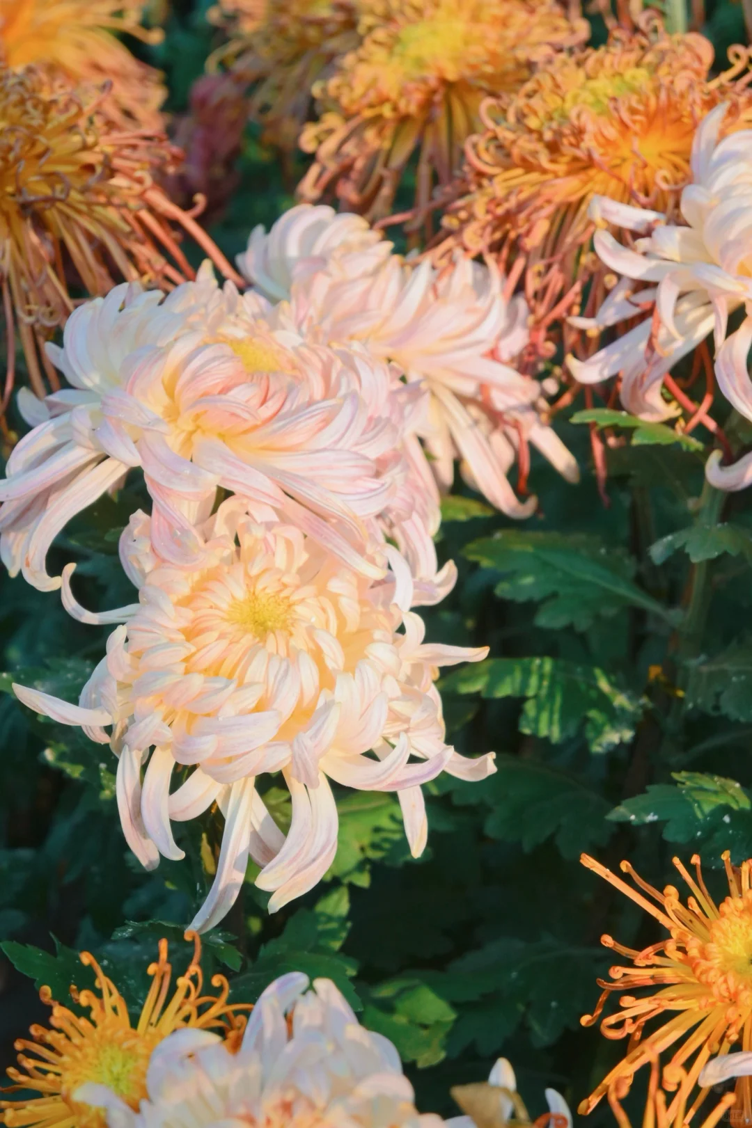 岳麓山菊花展┆不是花中偏爱菊