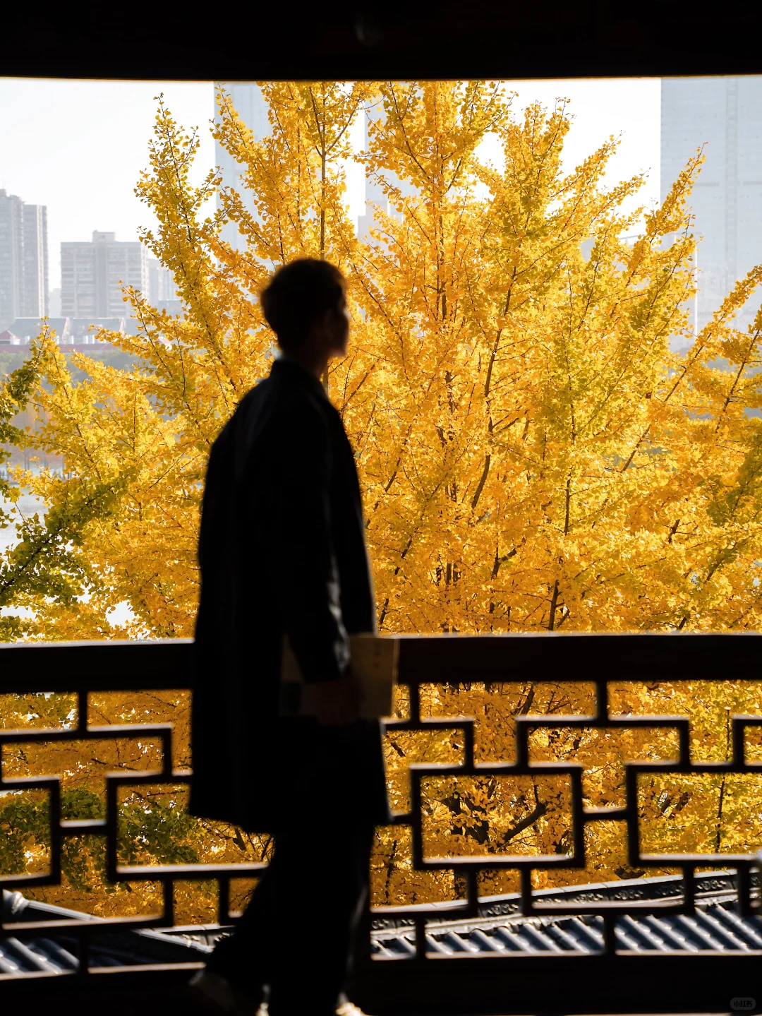 11.27 live实拍！长沙银杏天花板被我找到了！