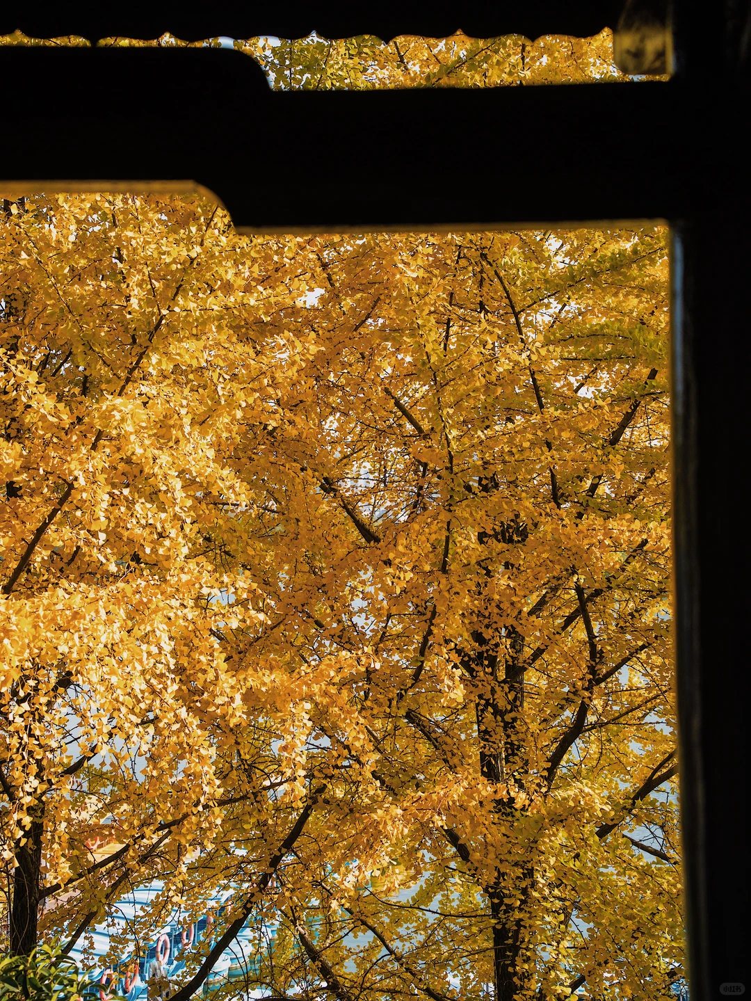 11.27 live实拍！长沙银杏天花板被我找到了！