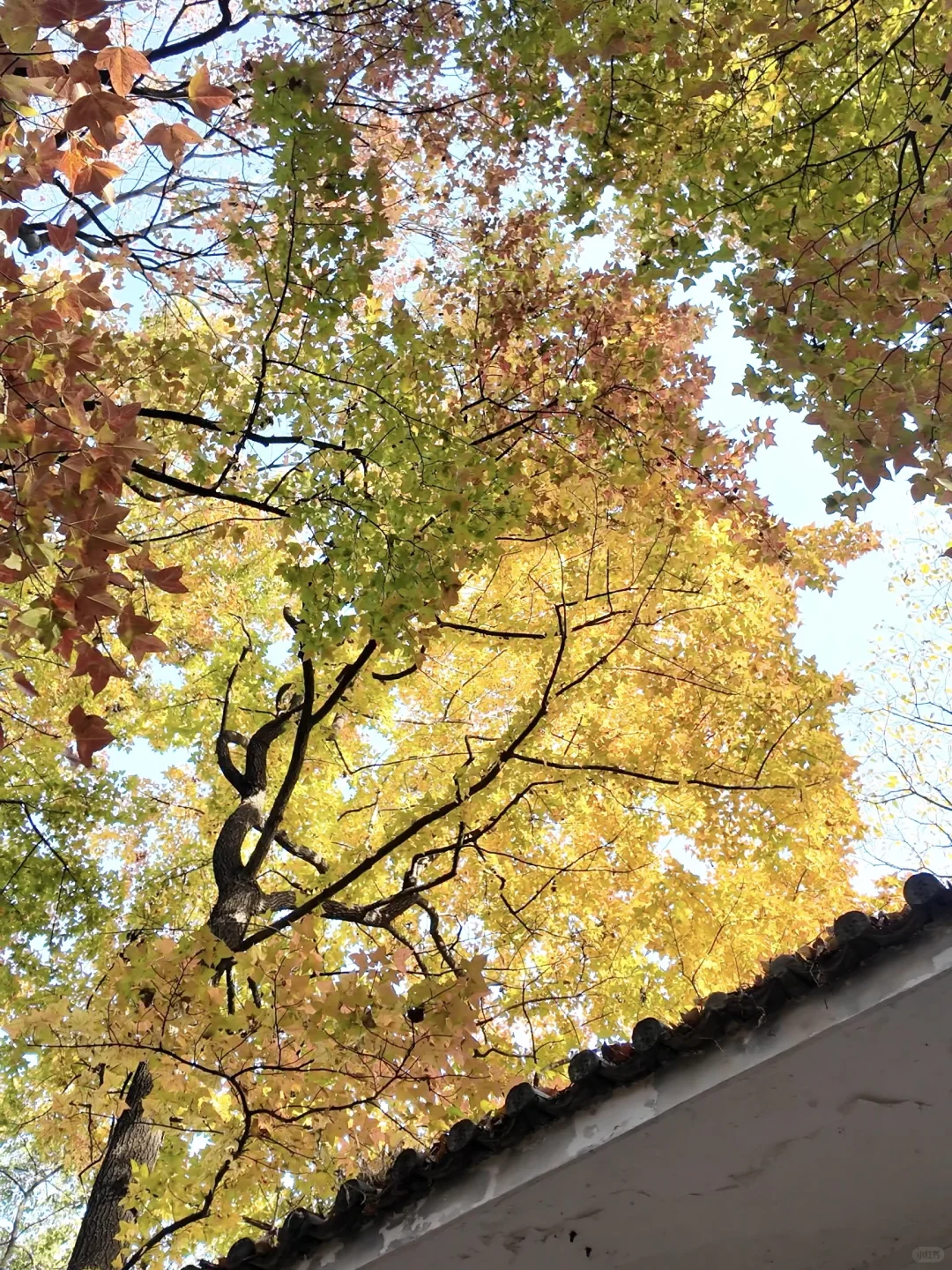 11.27 live实拍！长沙银杏天花板被我找到了！