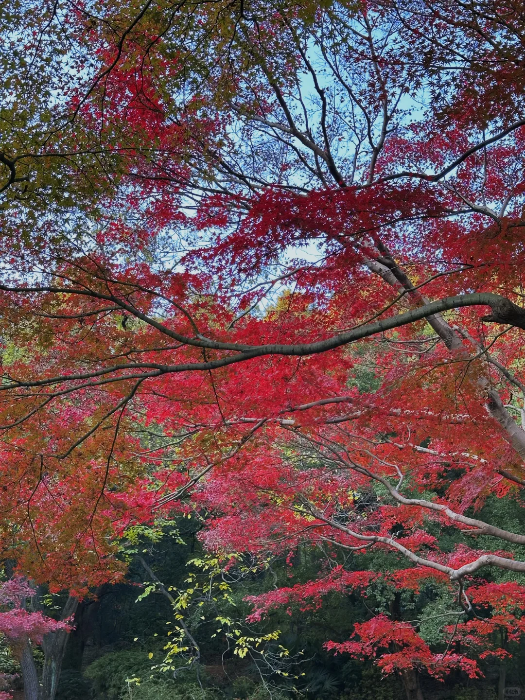 11.24实况！！长沙烈士公园红枫美到失语🍁