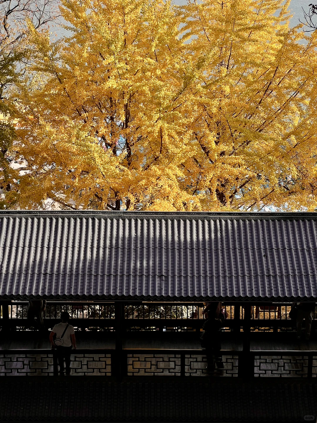 11.27 live实拍！长沙银杏天花板被我找到了！