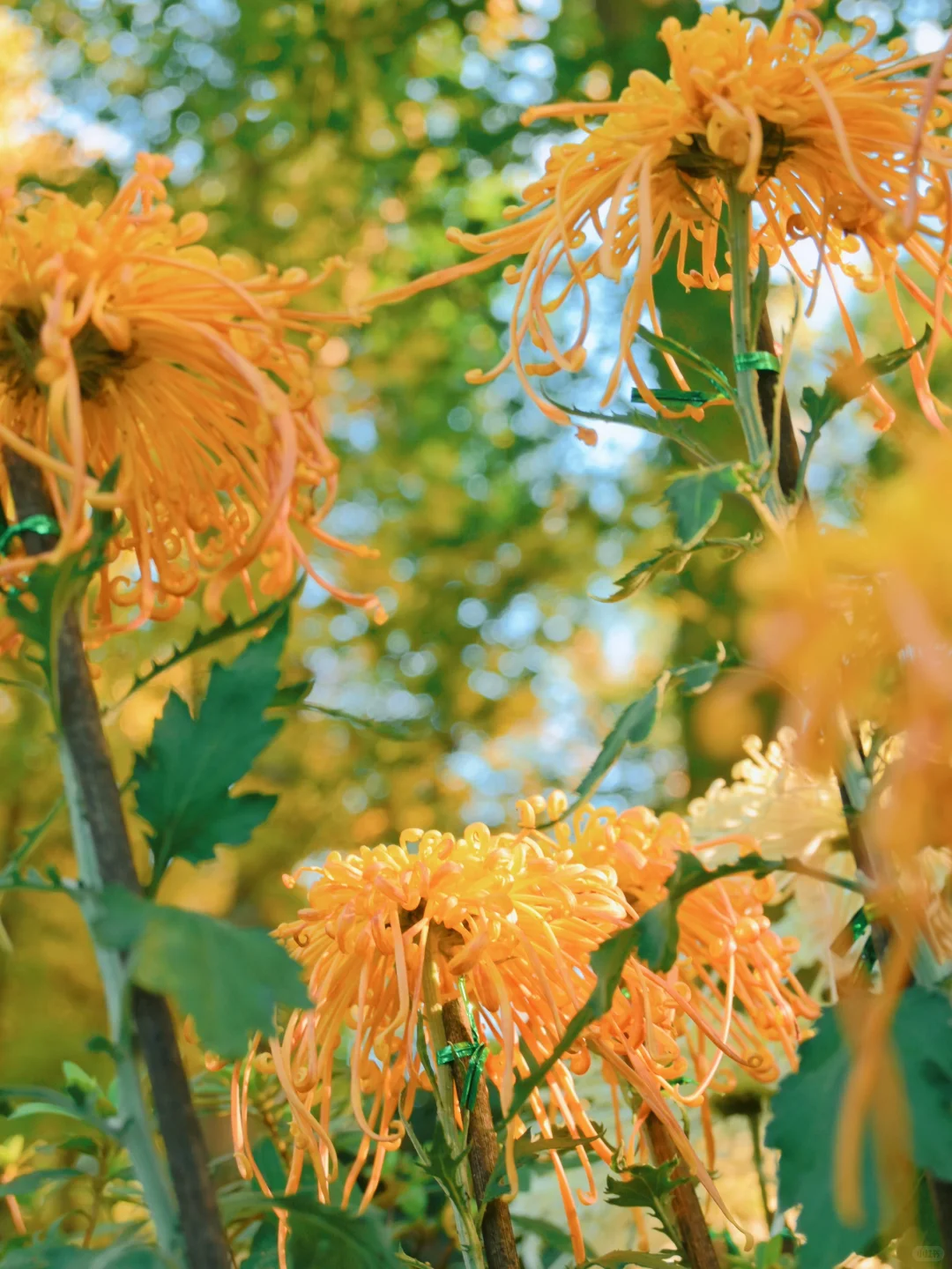 岳麓山菊花展┆不是花中偏爱菊