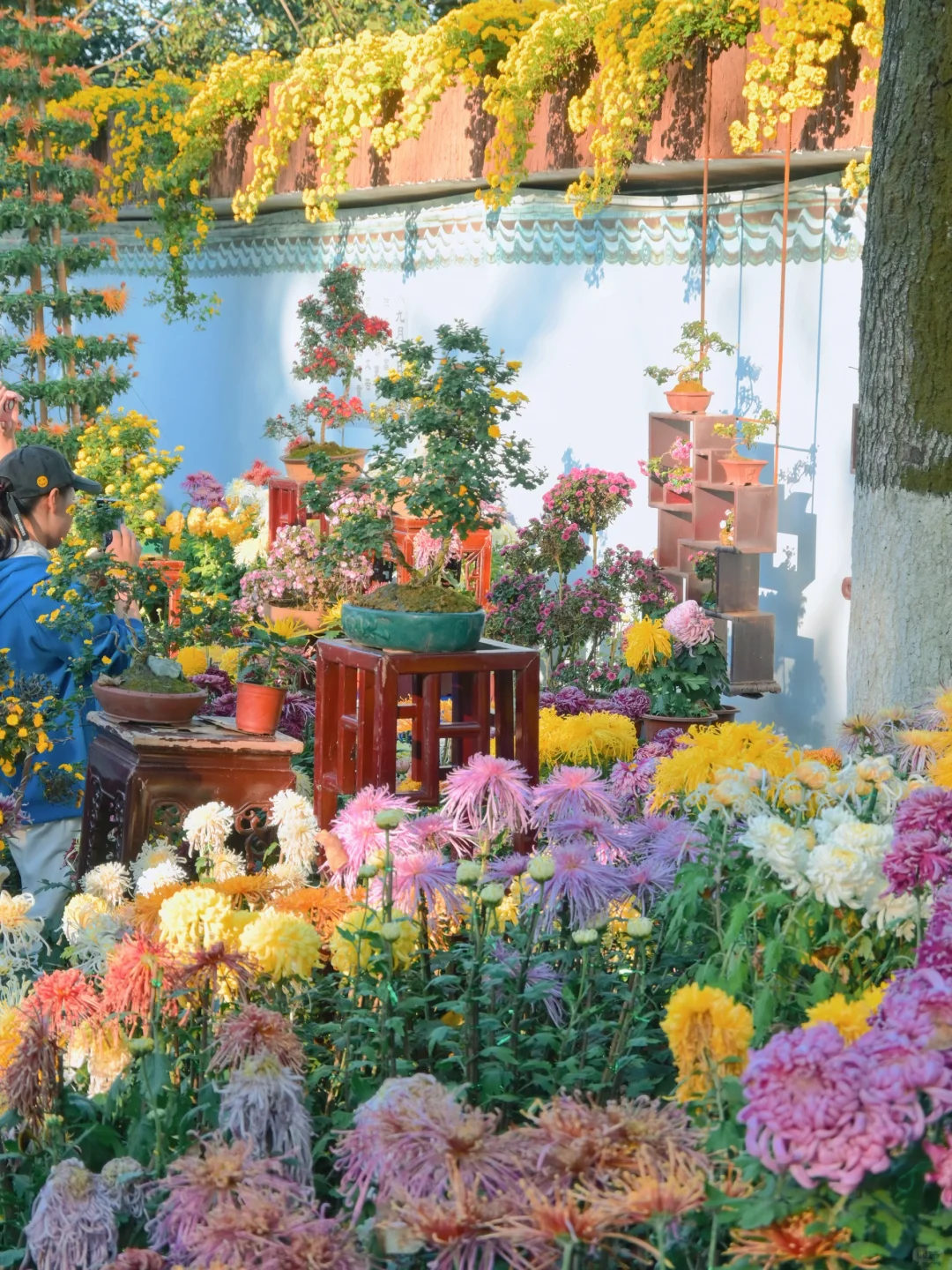 岳麓山菊花展┆不是花中偏爱菊