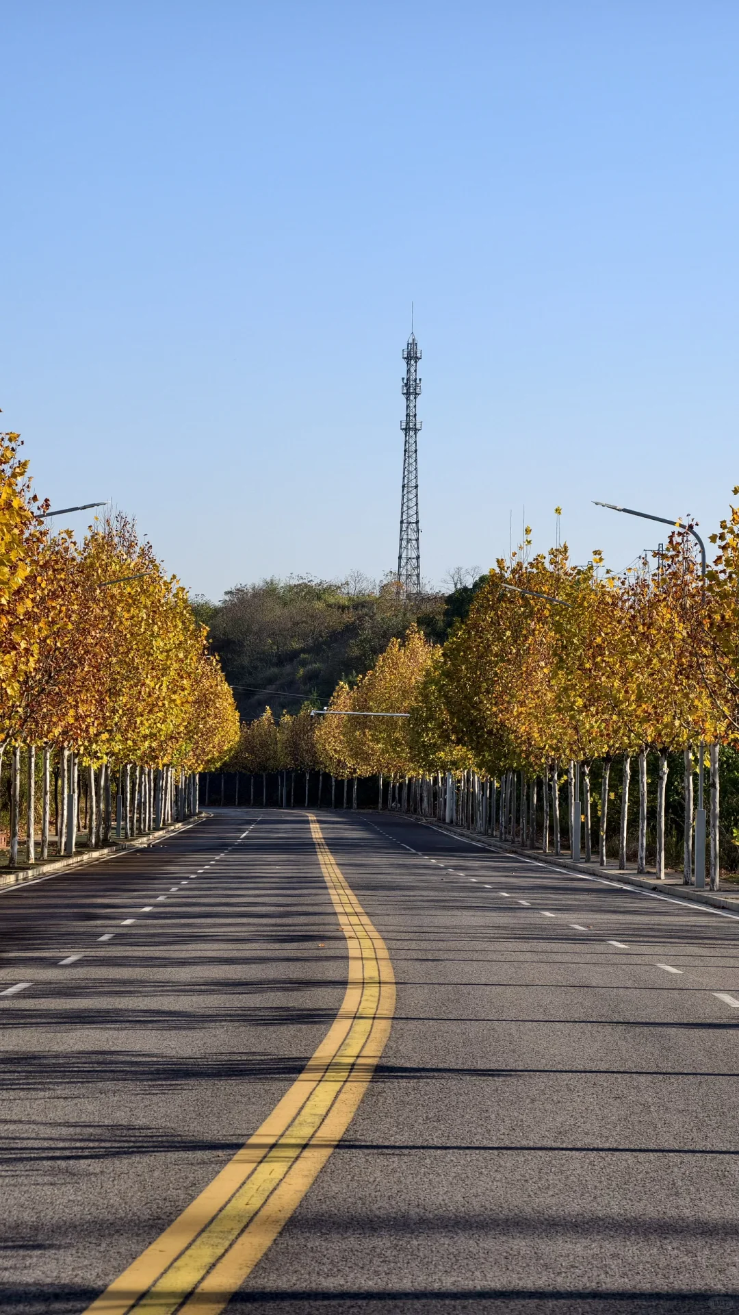 长沙南边丨1000米绝美梧桐大道人少随便拍‼️
