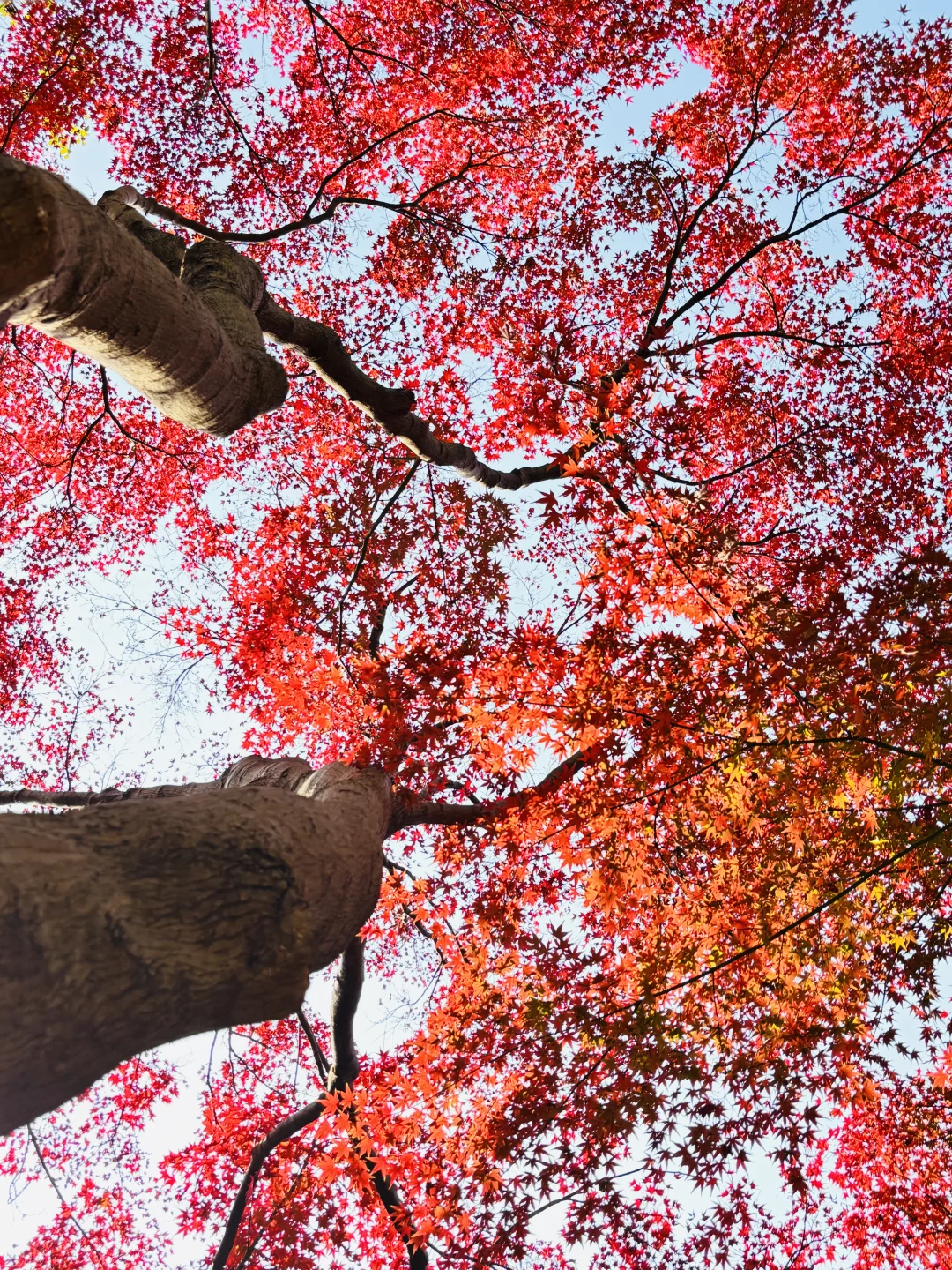长沙秋日封神公园，没有之一
