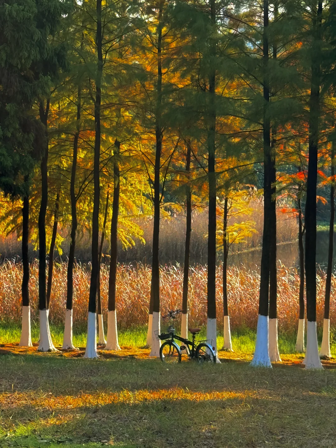长沙松雅湖的绝美落羽杉🍂人少好拍！！
