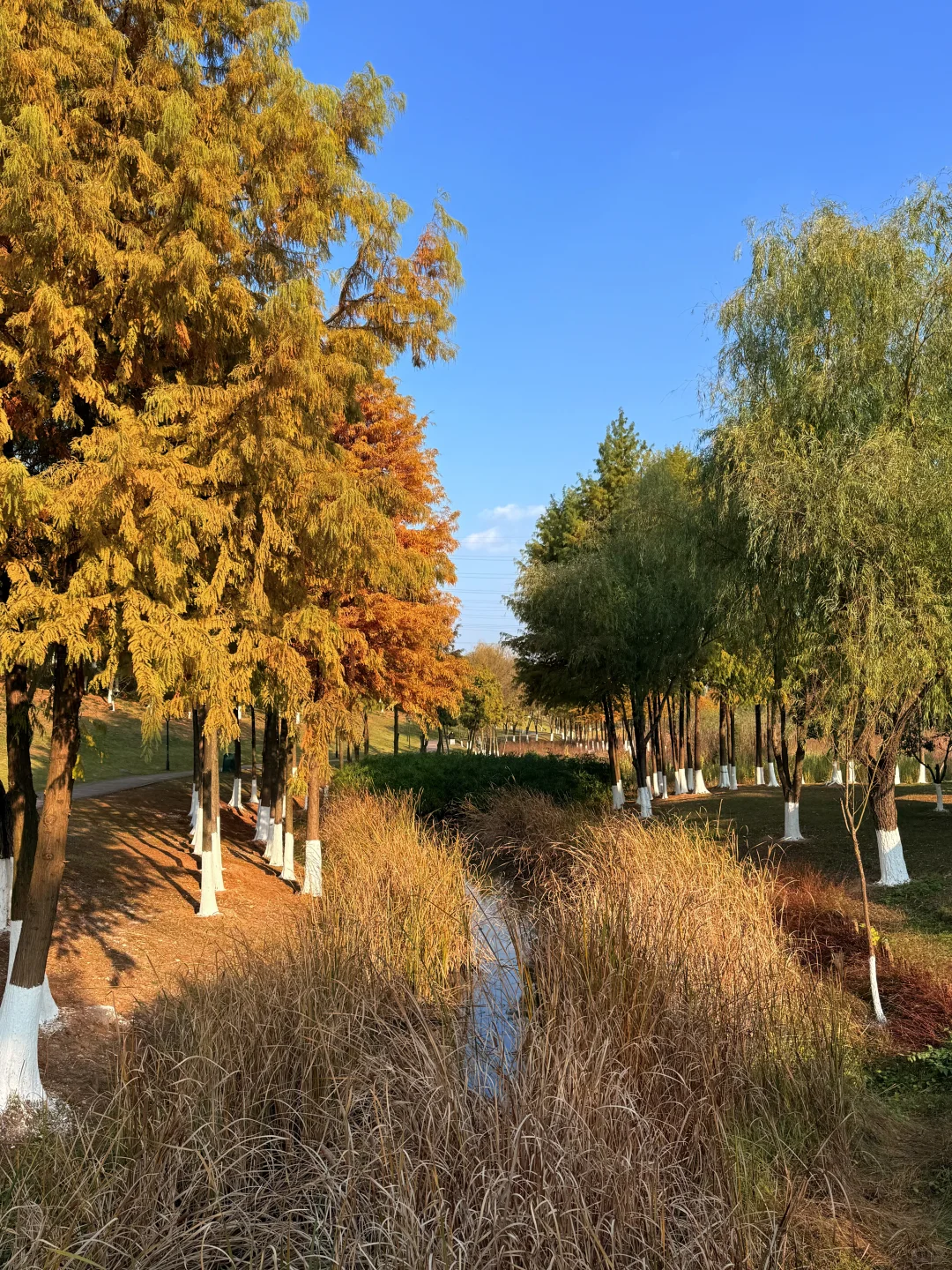 长沙松雅湖的绝美落羽杉🍂人少好拍！！