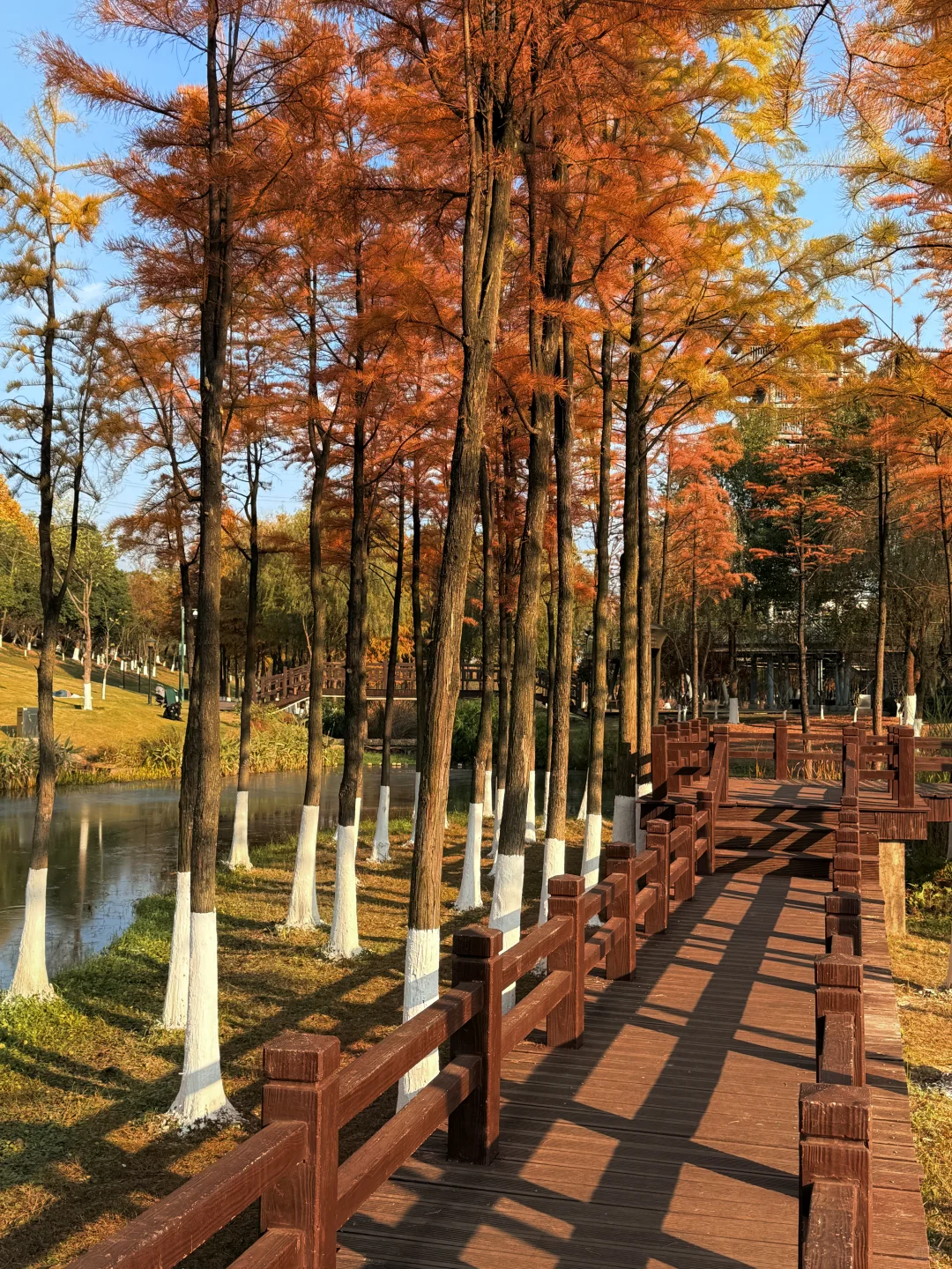 长沙松雅湖的绝美落羽杉🍂人少好拍！！