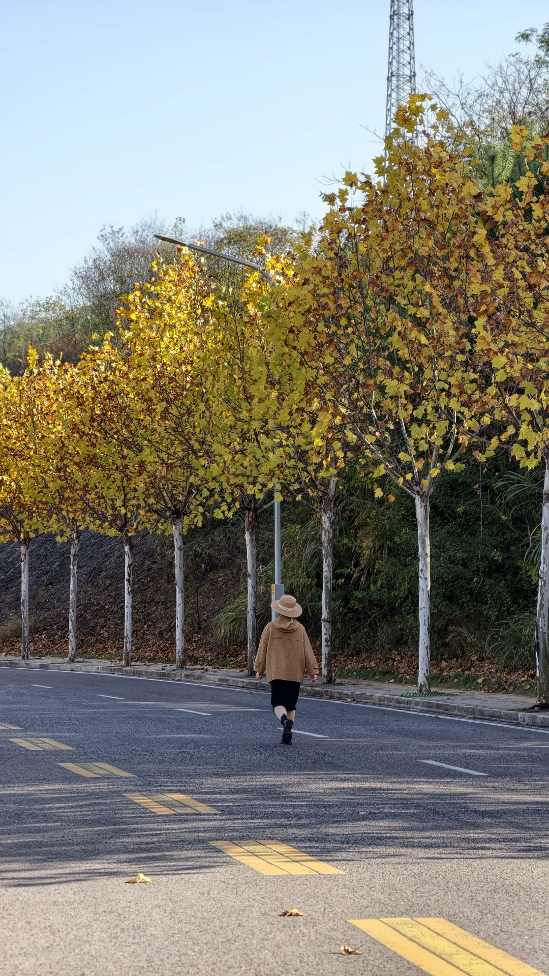 长沙南边丨1000米绝美梧桐大道人少随便拍‼️