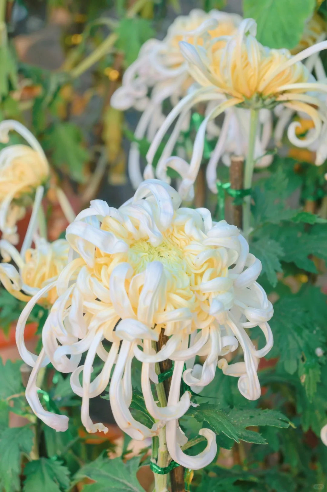 岳麓山菊花展┆不是花中偏爱菊