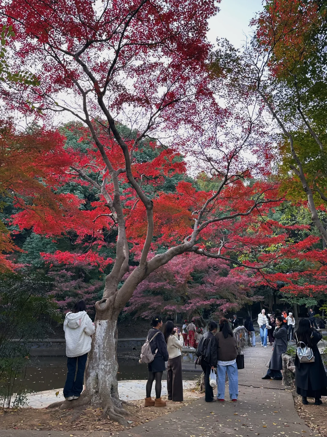 11.24实况！！长沙烈士公园红枫美到失语🍁