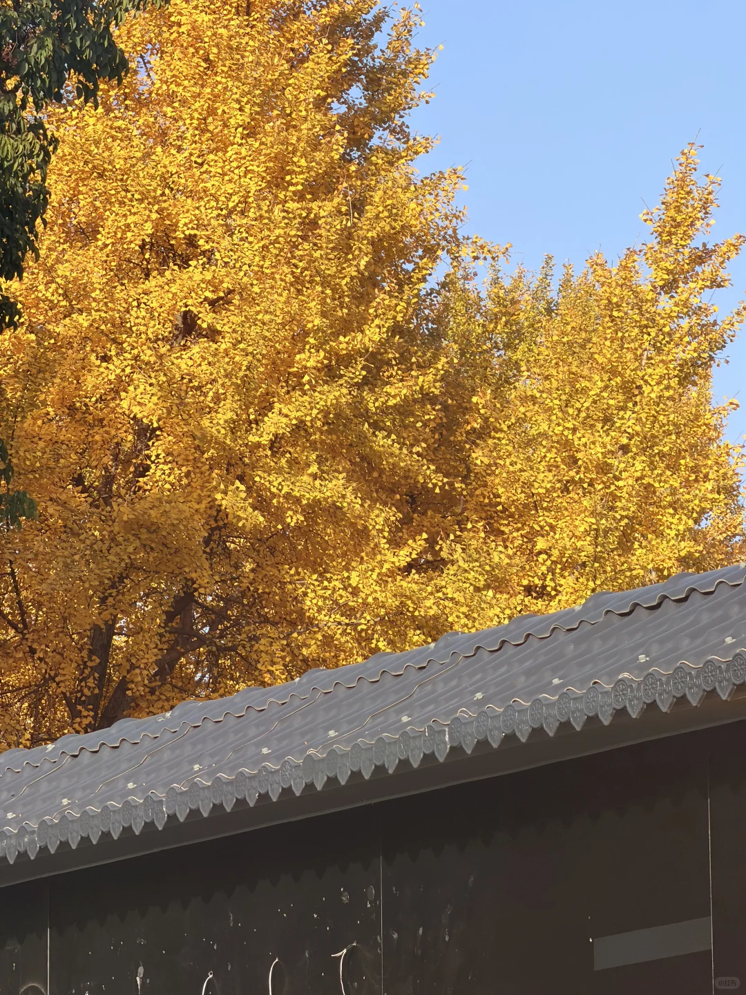 11.27实况！！我愿称之为长沙最美公园！！！！