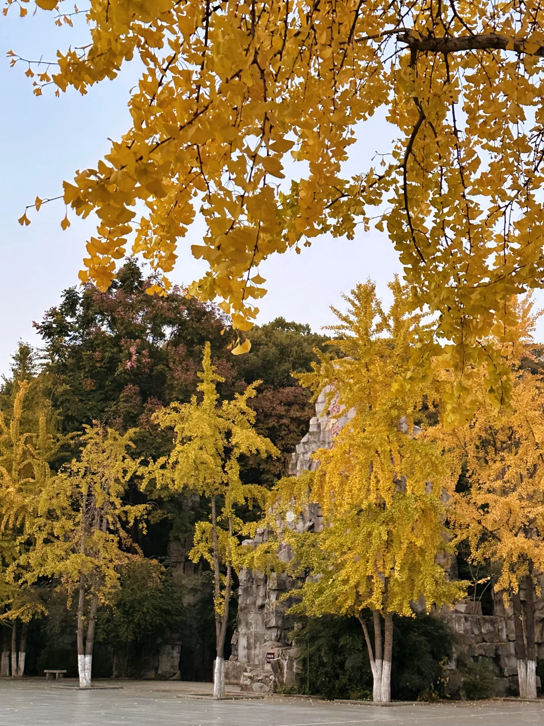 11.24实况！！长沙烈士公园红枫美到失语🍁
