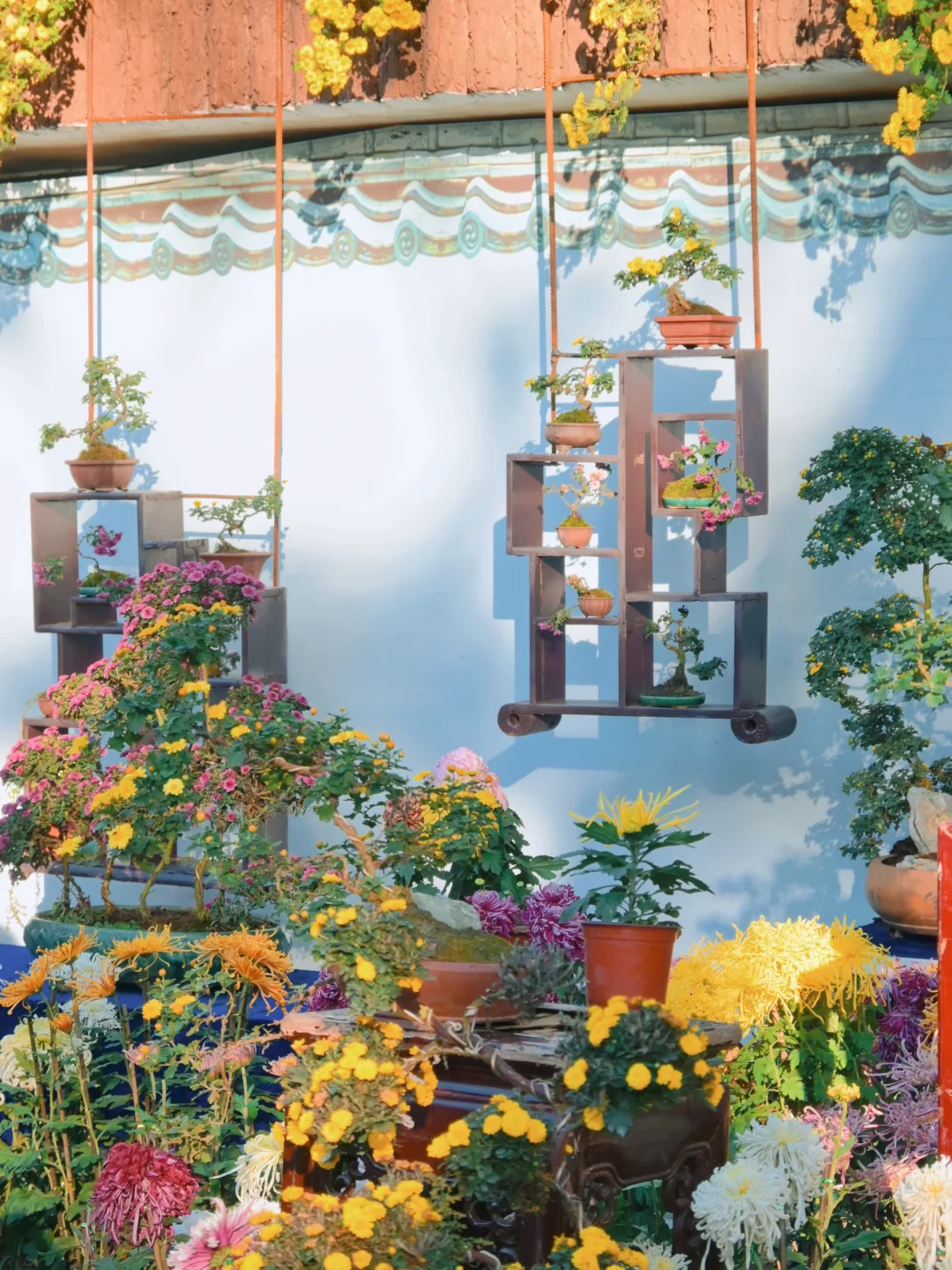 岳麓山菊花展┆不是花中偏爱菊