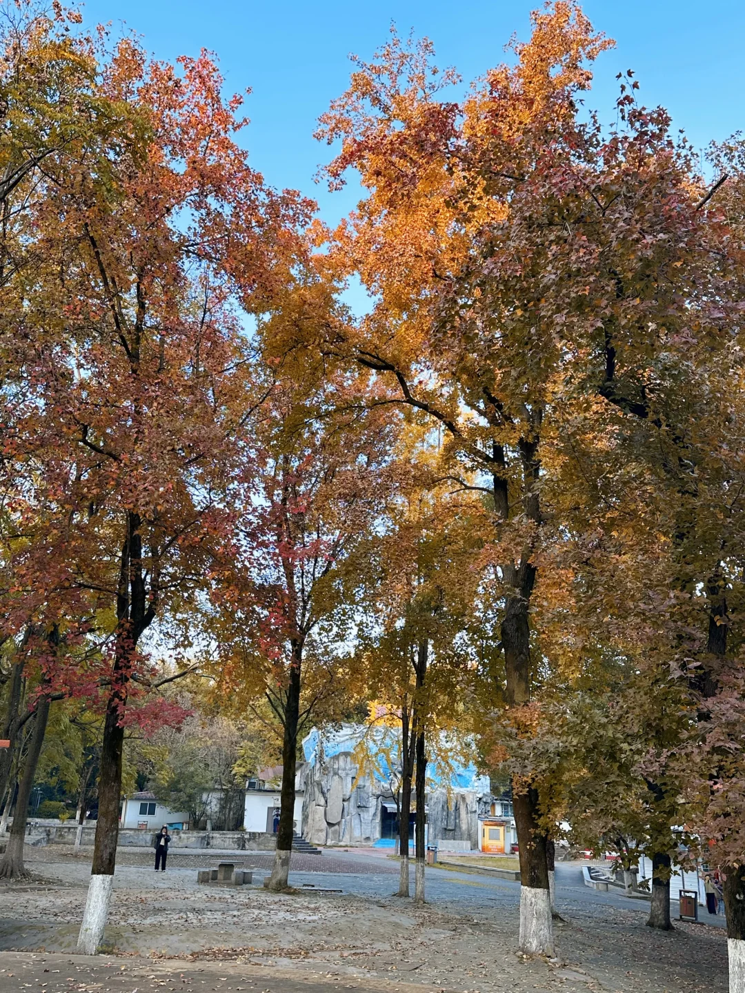 11.24实况！！长沙烈士公园红枫美到失语🍁