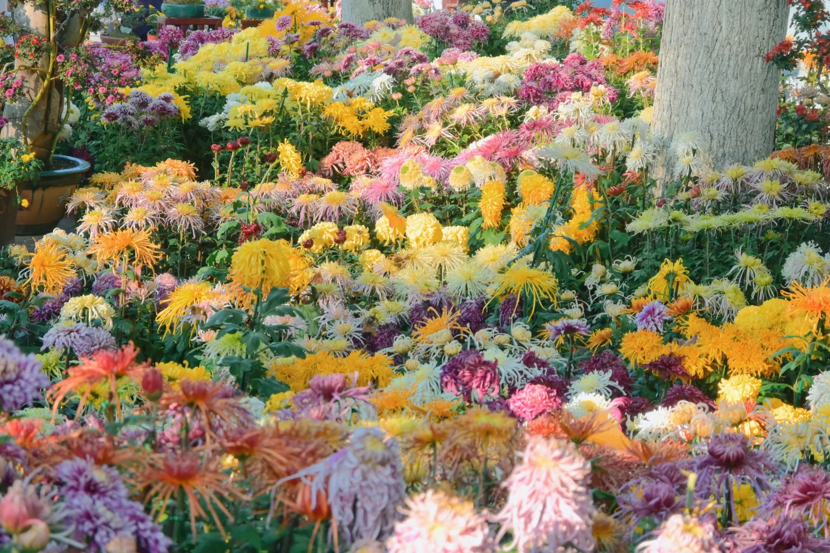 岳麓山菊花展┆不是花中偏爱菊