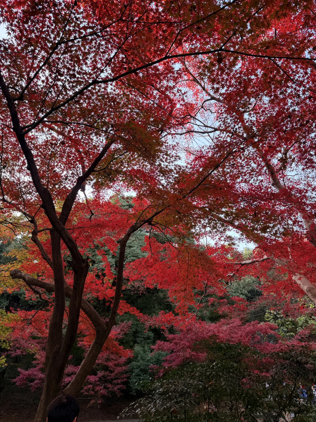 11.27实况！！我愿称之为长沙最美公园！！！！