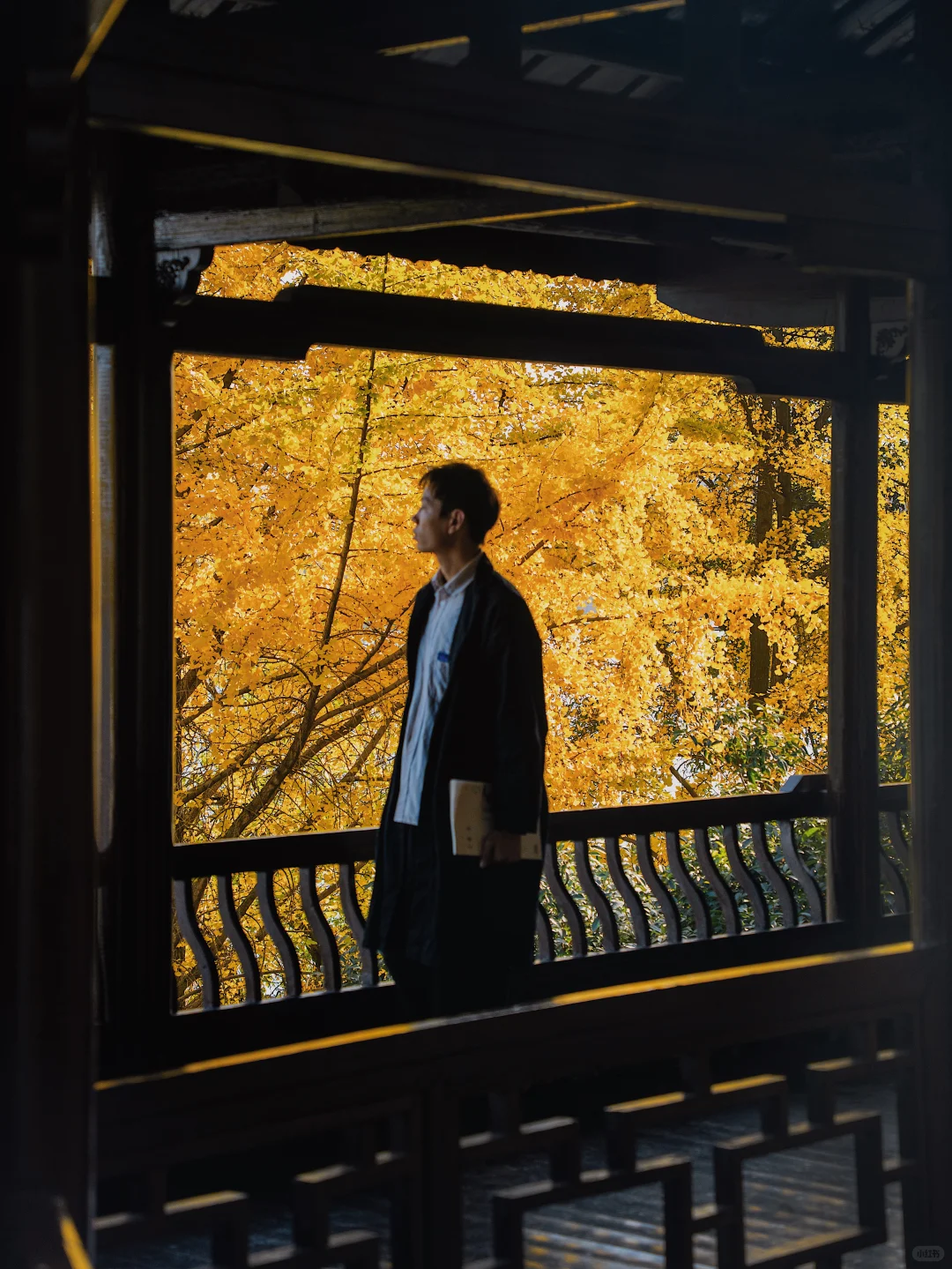 11.27 live实拍！长沙银杏天花板被我找到了！